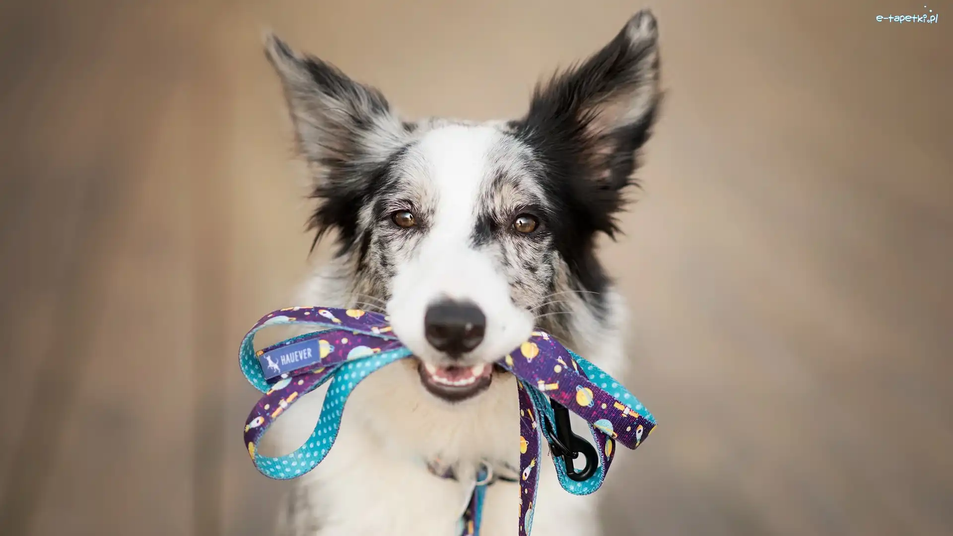 Border collie, Smycz
, Mordka, Pies