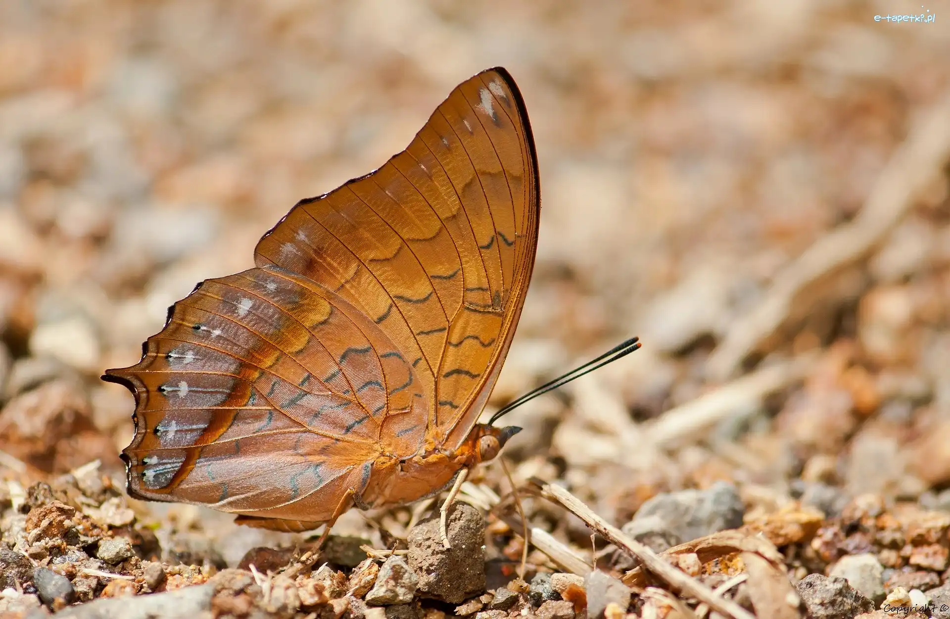 Charaxes affinis, Motyl, Brązowy