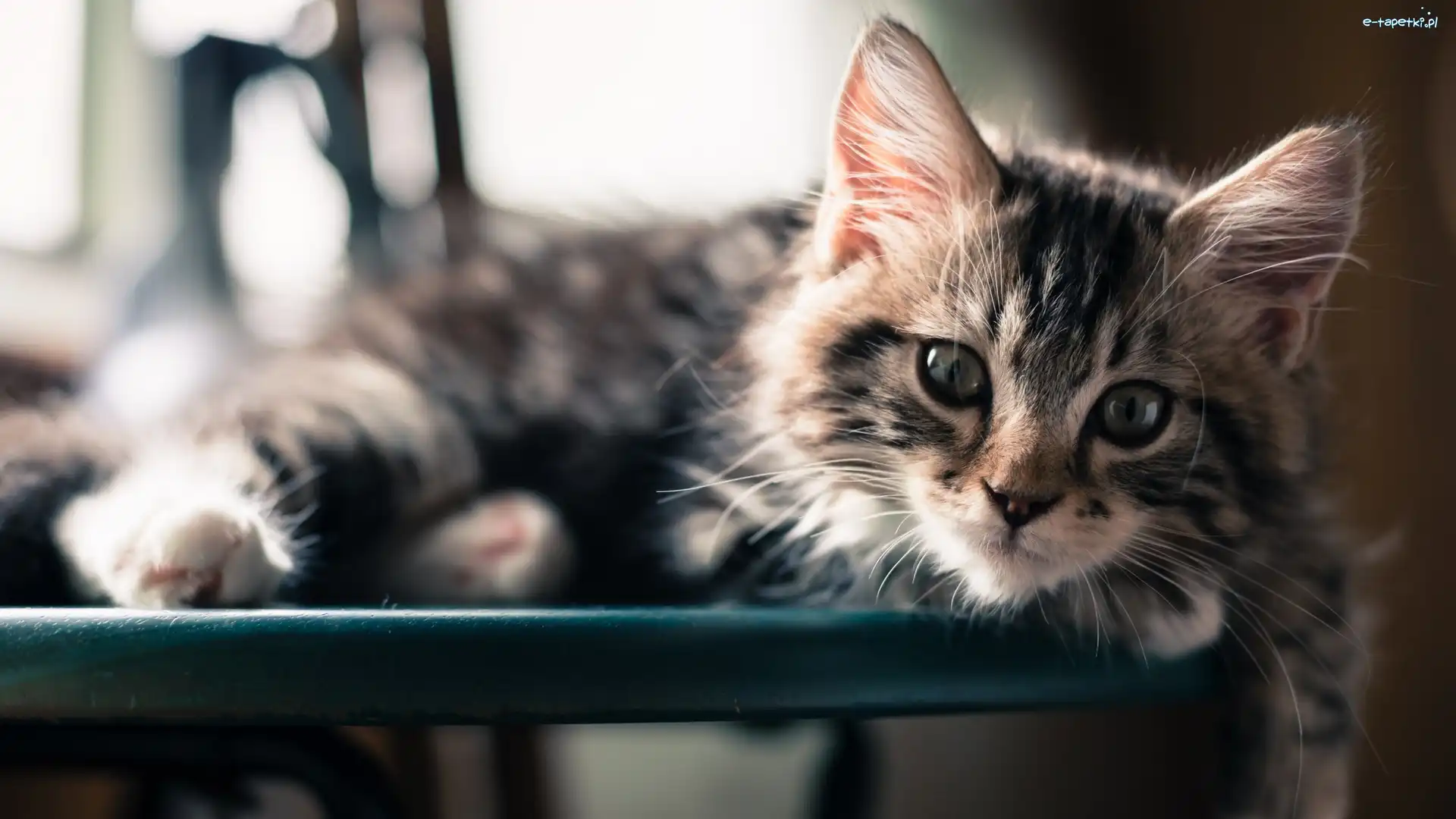 Maine coon, Spojrzenie, Rozmycie, Kot