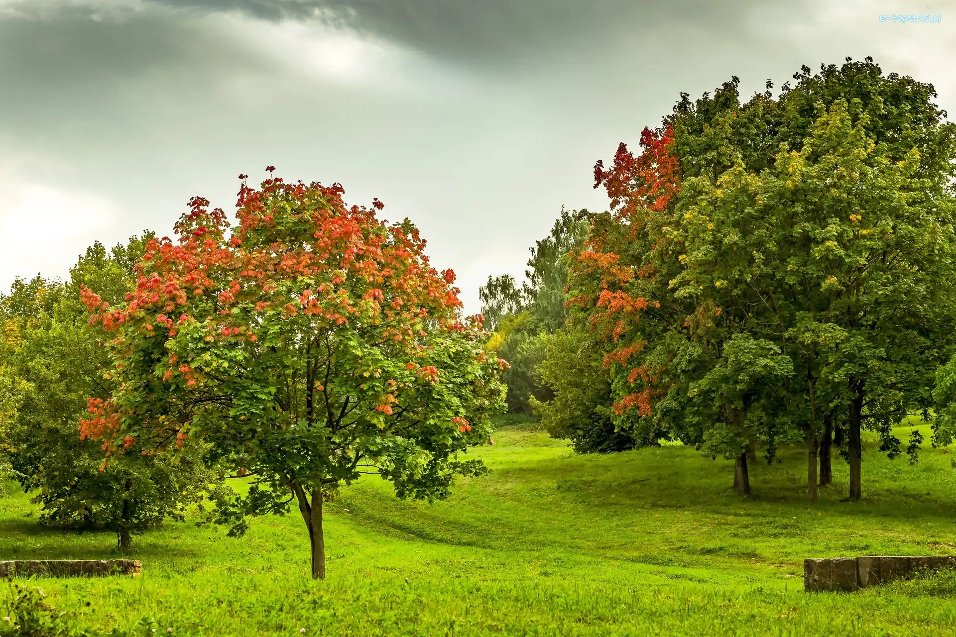 Park, Drzewa, Jesień