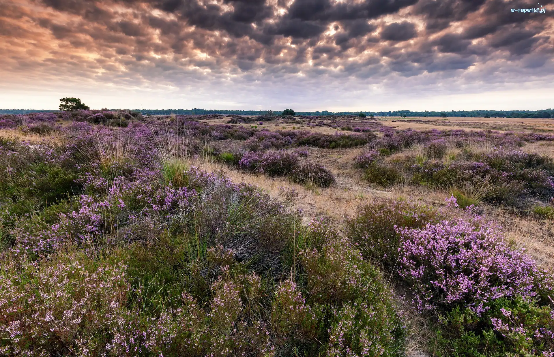 Ciemne, Kalmthout, Wrzosowisko, Wrzos, Park Narodowy De Zoom – Kalmthoutse Heide, Chmury, Pola, Belgia