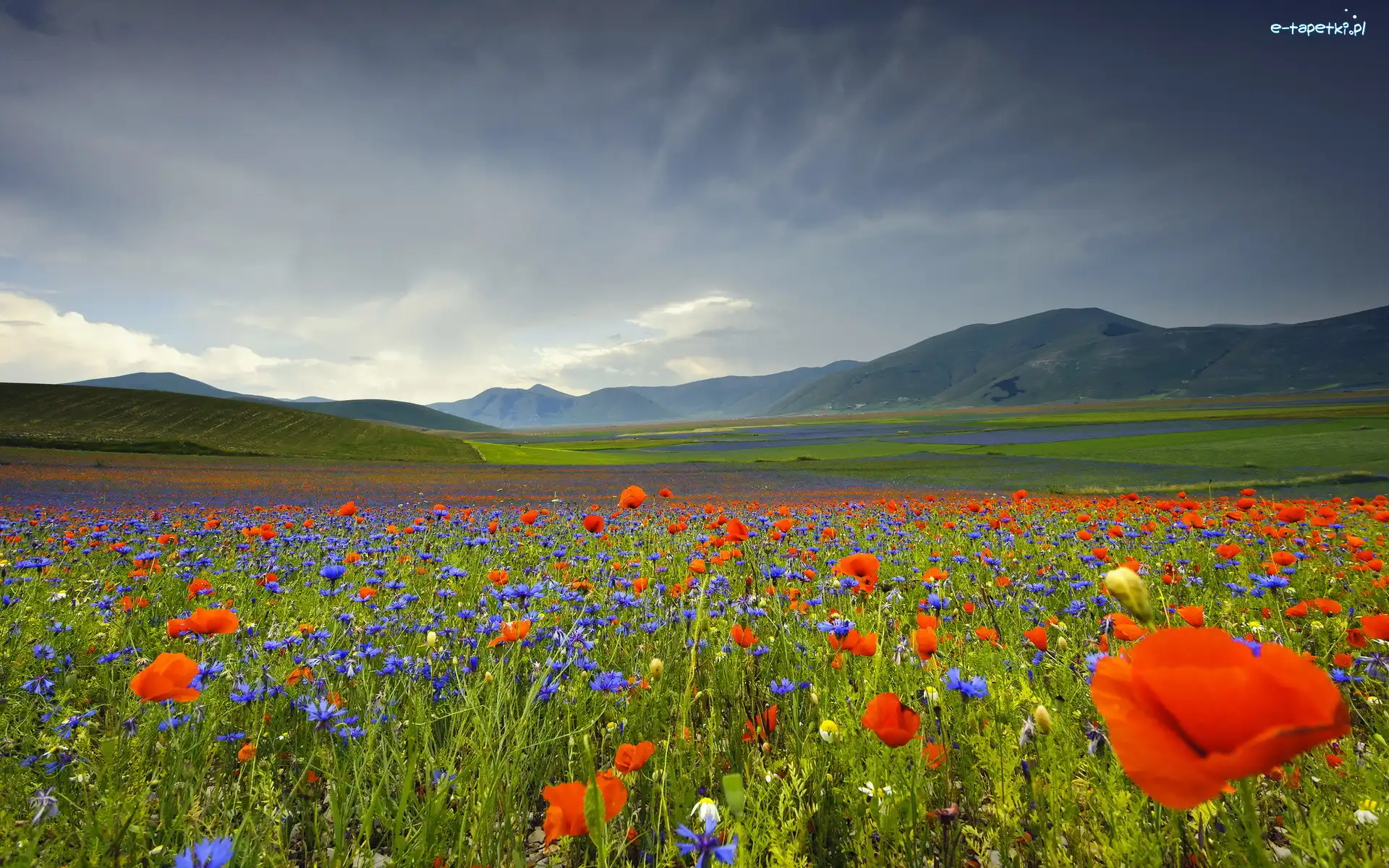 Łąka, Lato, Góry Apeniny, Umbria, Włochy, Chabry, Maki, Płaskowyż Piano Grande, Kwiaty
