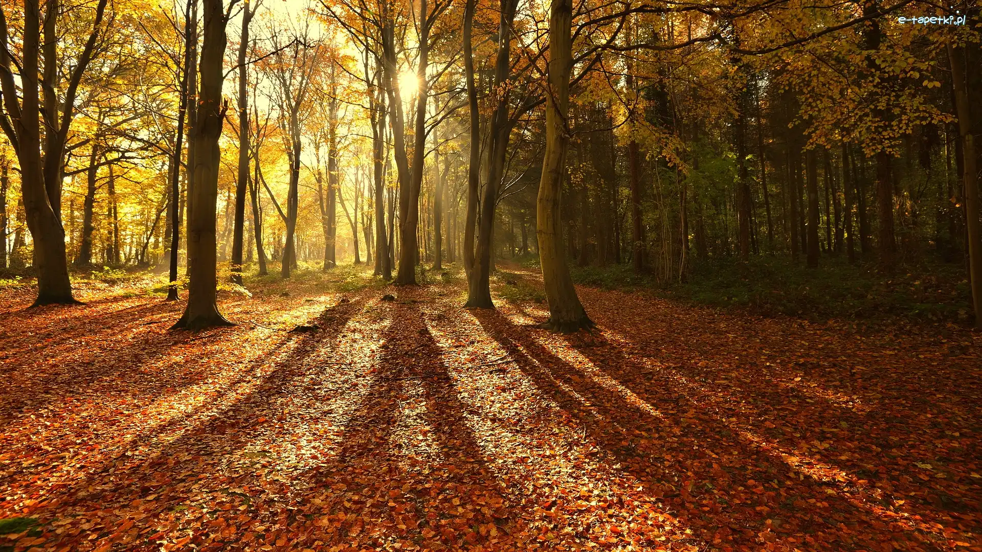 Promienie Słońca, North Norfolk, Las Bacton Woods, Hrabstwo Norfolk, Anglia, Las, Jesień