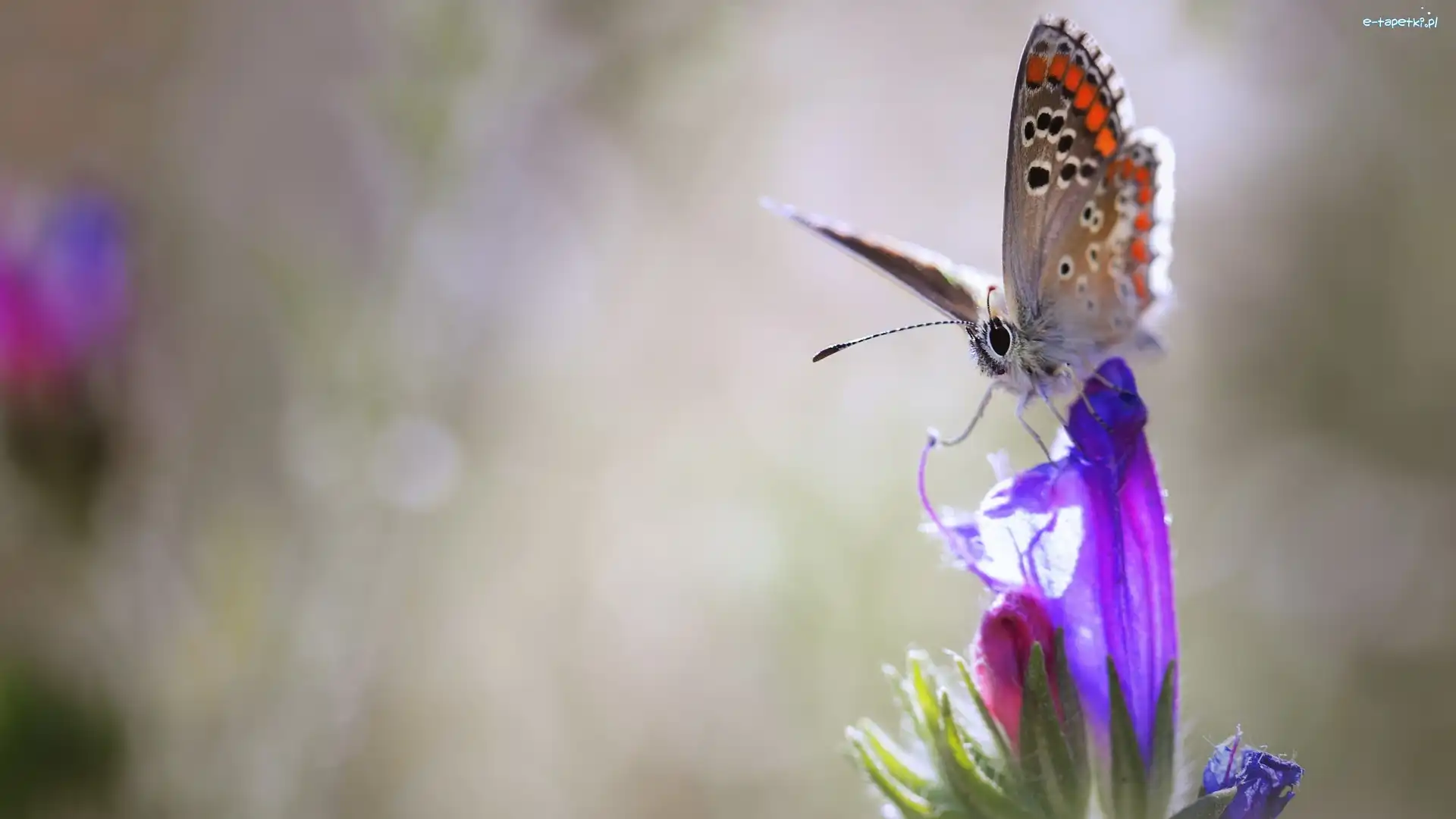 Kwiat, Modraszek ikar, Motyl