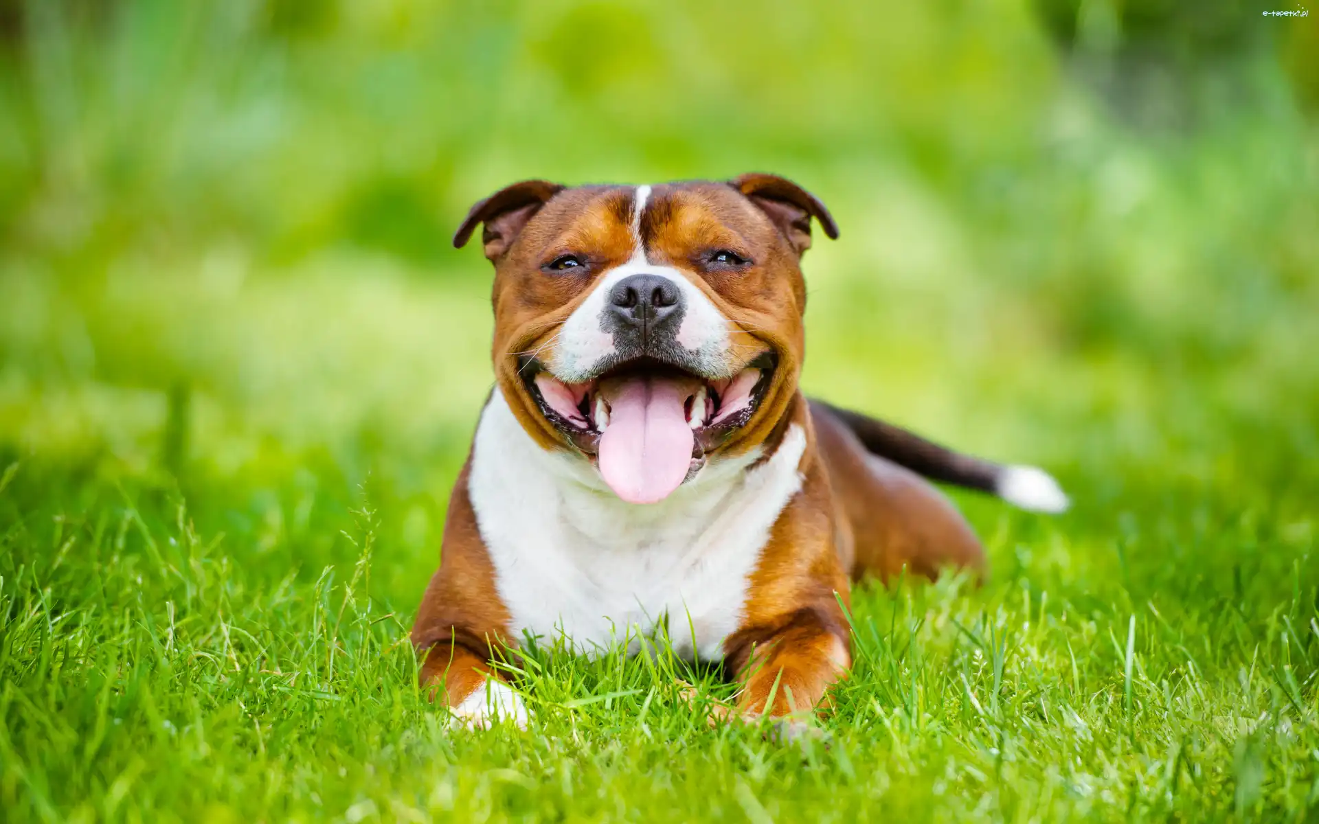 Trawa, Staffordshire Bull terrier, Uśmiechnięty