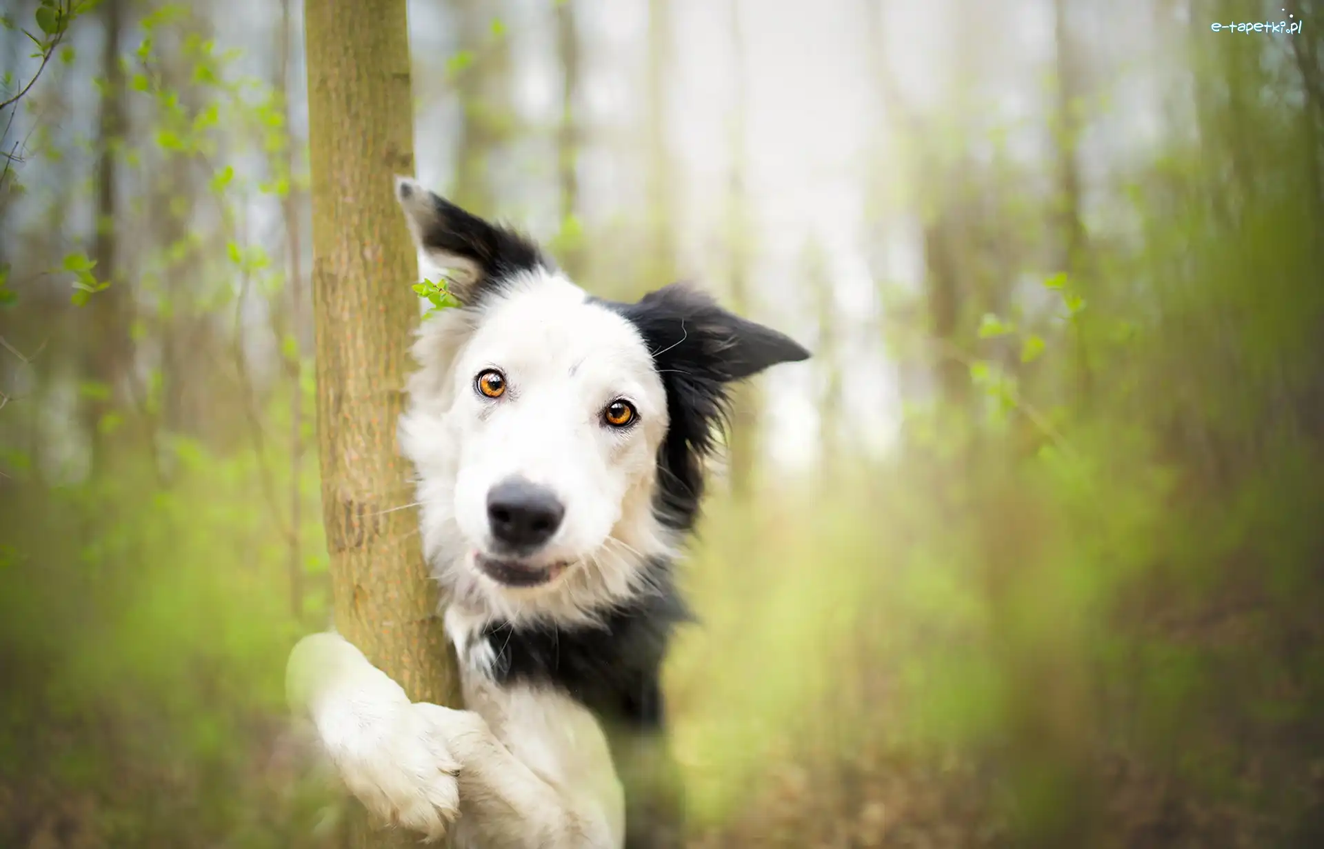 Pies, Drzewo, Border collie, Tło, Rozmyte