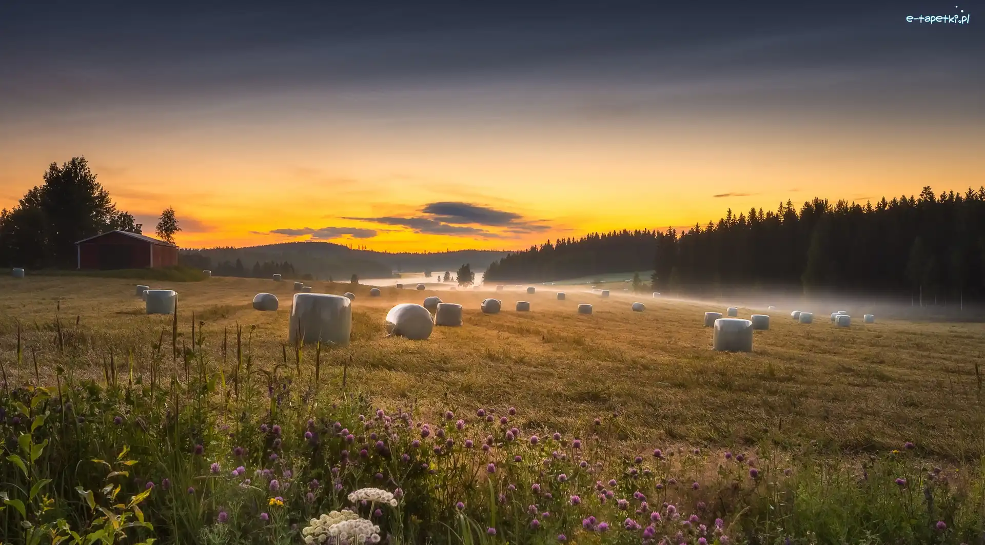 Łąka, Region Pirkanmaa, Szopa, Las, Gmina Ruovesi, Pole, Mgła, Finlandia