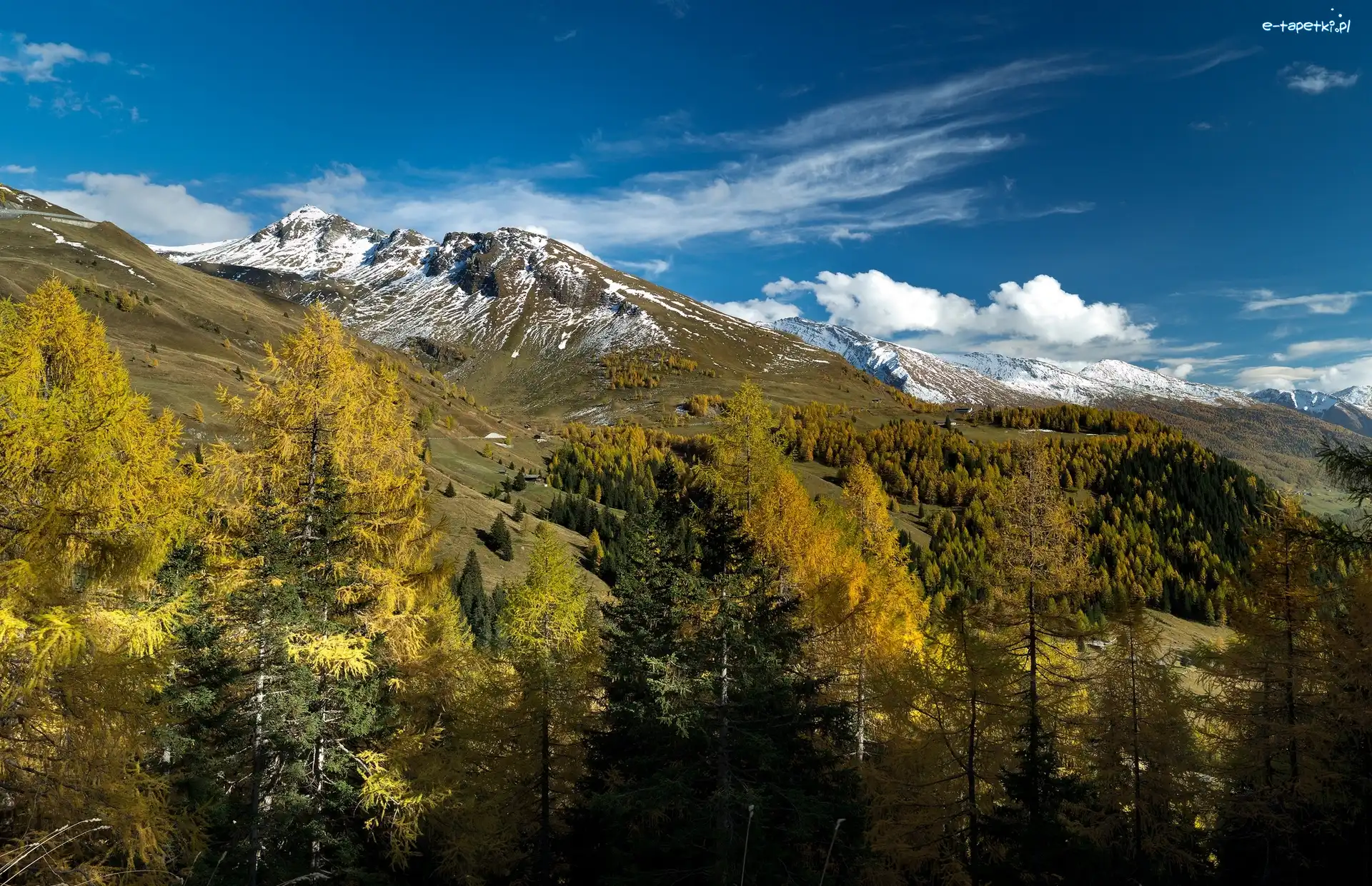 Austria, Góry Alpy, Gmina Zell am See, Dolina, Drzewa