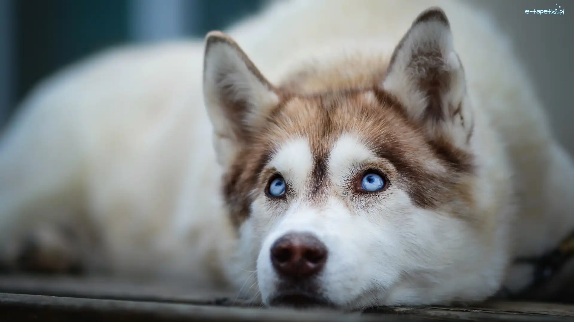Siberian husky, Pies, Leżący
