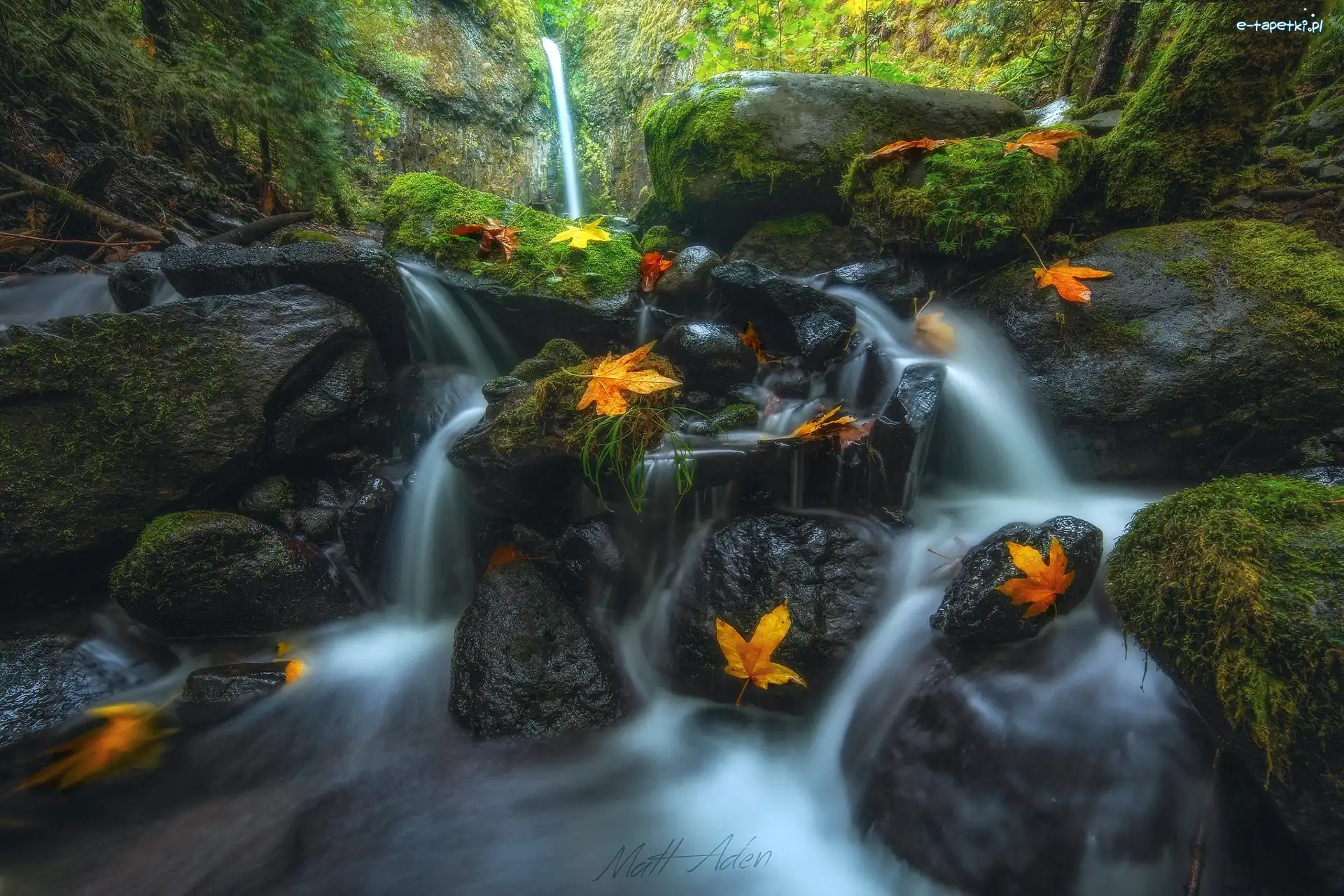 Liście, Stany Zjednoczone, Las, Rezerwat przyrody Columbia River Gorge, Roślinność, Wodospad Dry Creek Falls, Jesień, Mech, Strumień, Stan Oregon, Kamienie