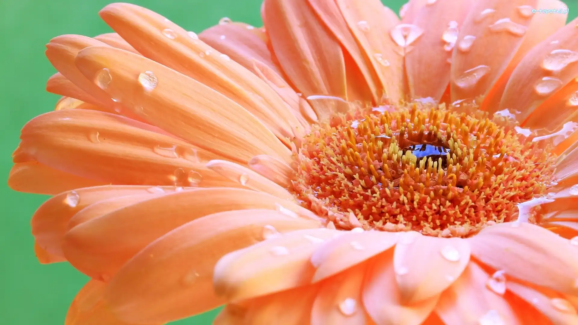 Gerbera, Zbliżenie, Krople, Łososiowa