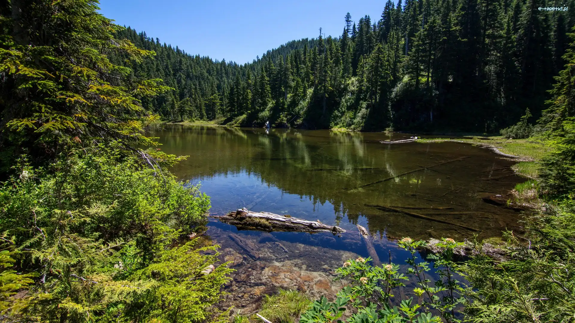 Stany Zjednoczone, Jezioro Summit Lake, Stan Waszyngton, Las, Drzewa