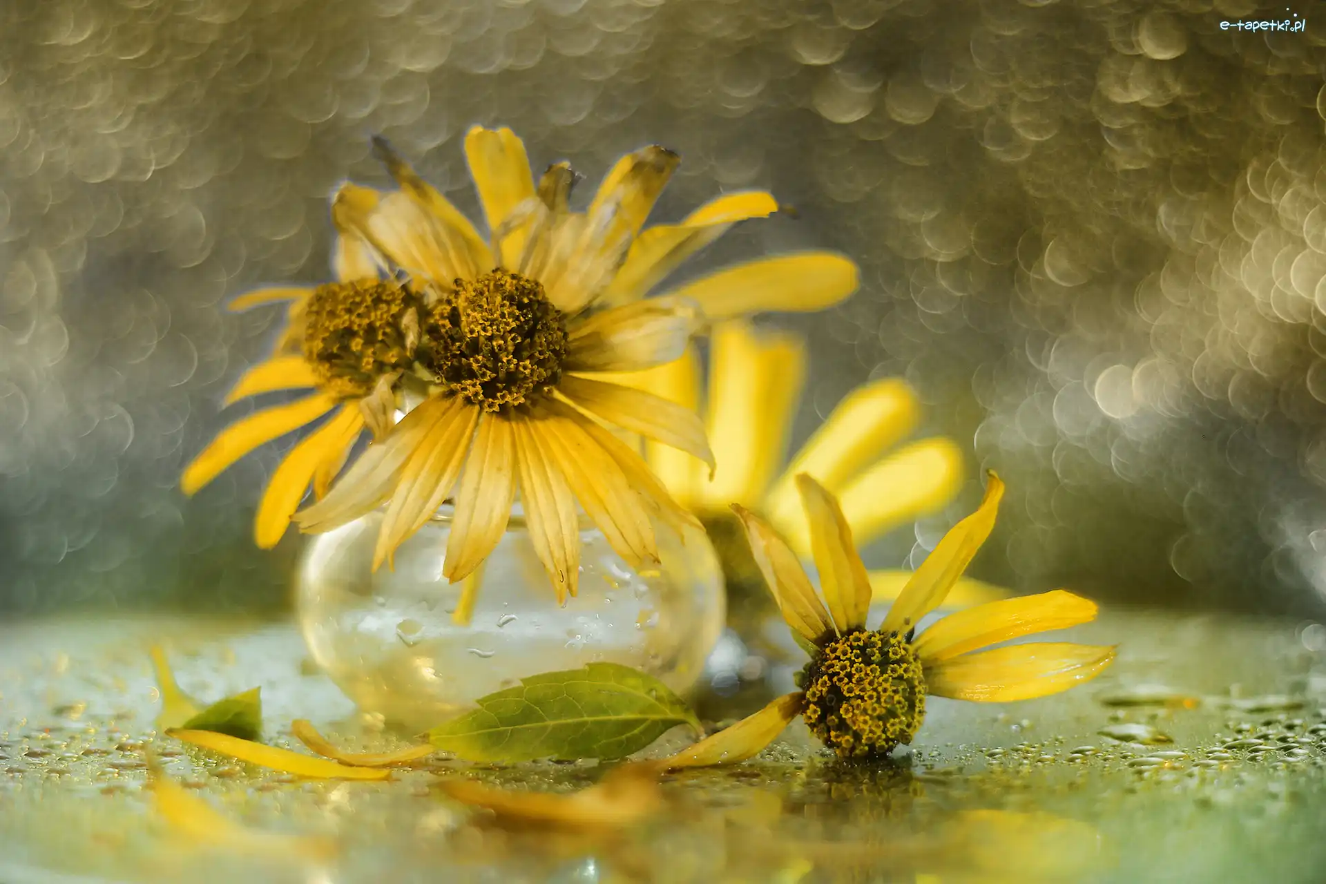 Kwiaty, Bokeh, Wazonik, Słoneczniczki szorstkie