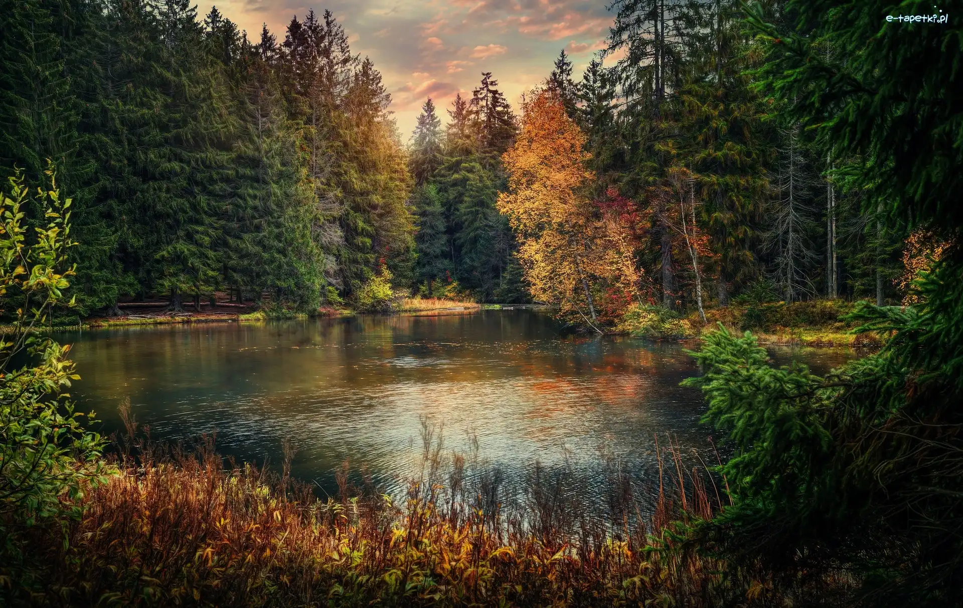 Jesień, Jezioro Étang de la Gruère, Las, Drzewa, Kanton Jura, Szwajcaria