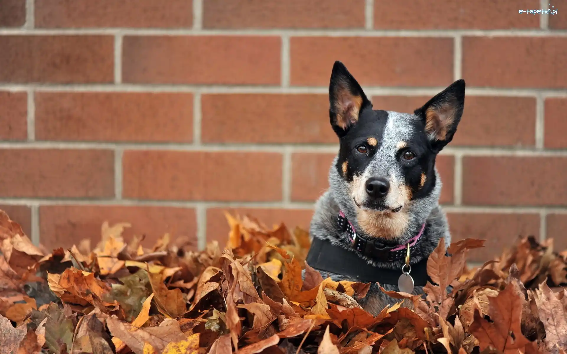 Mur, Liście, Australian cattle dog