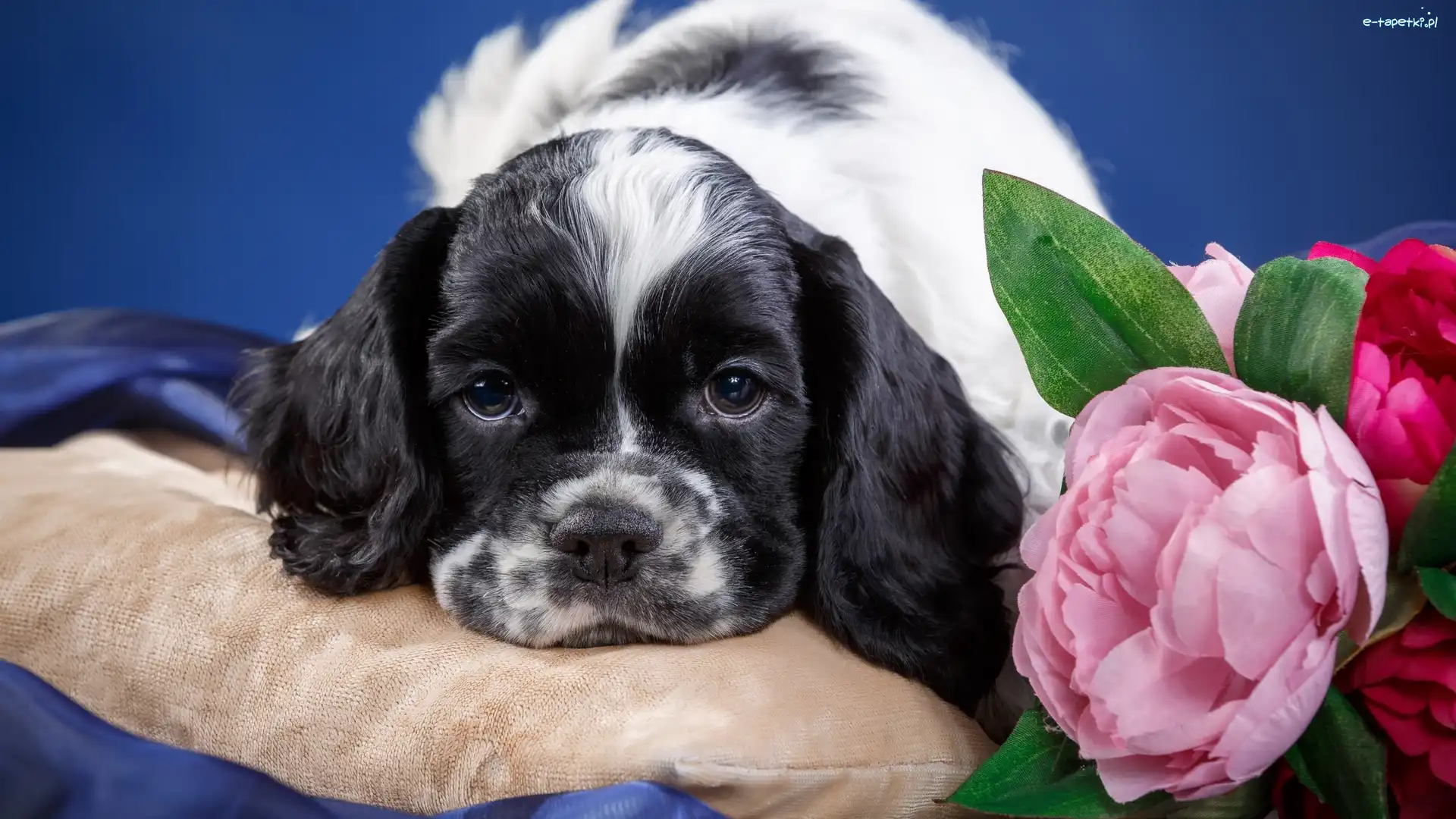 Pies, Cocker spaniel amerykański, Szczeniak, Kwiaty, Poduszka