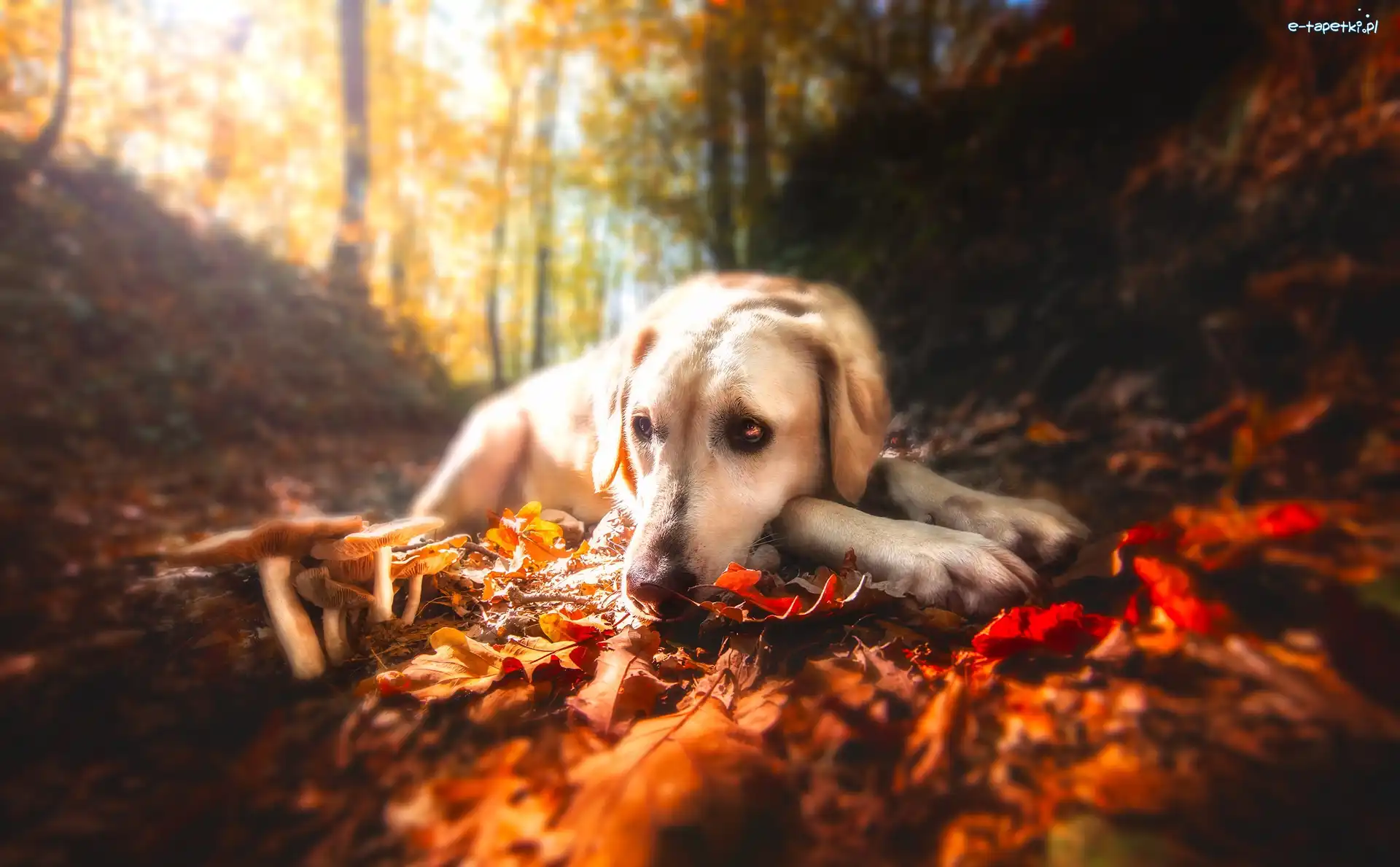 Pies, Liście, Labrador retriever, Las, Jesień