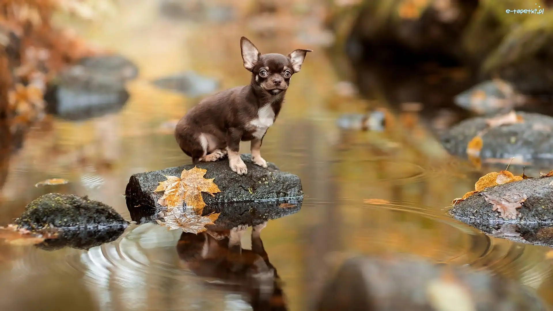 Rzeka, Kamienie, Liście, Chihuahua krótkowłosa