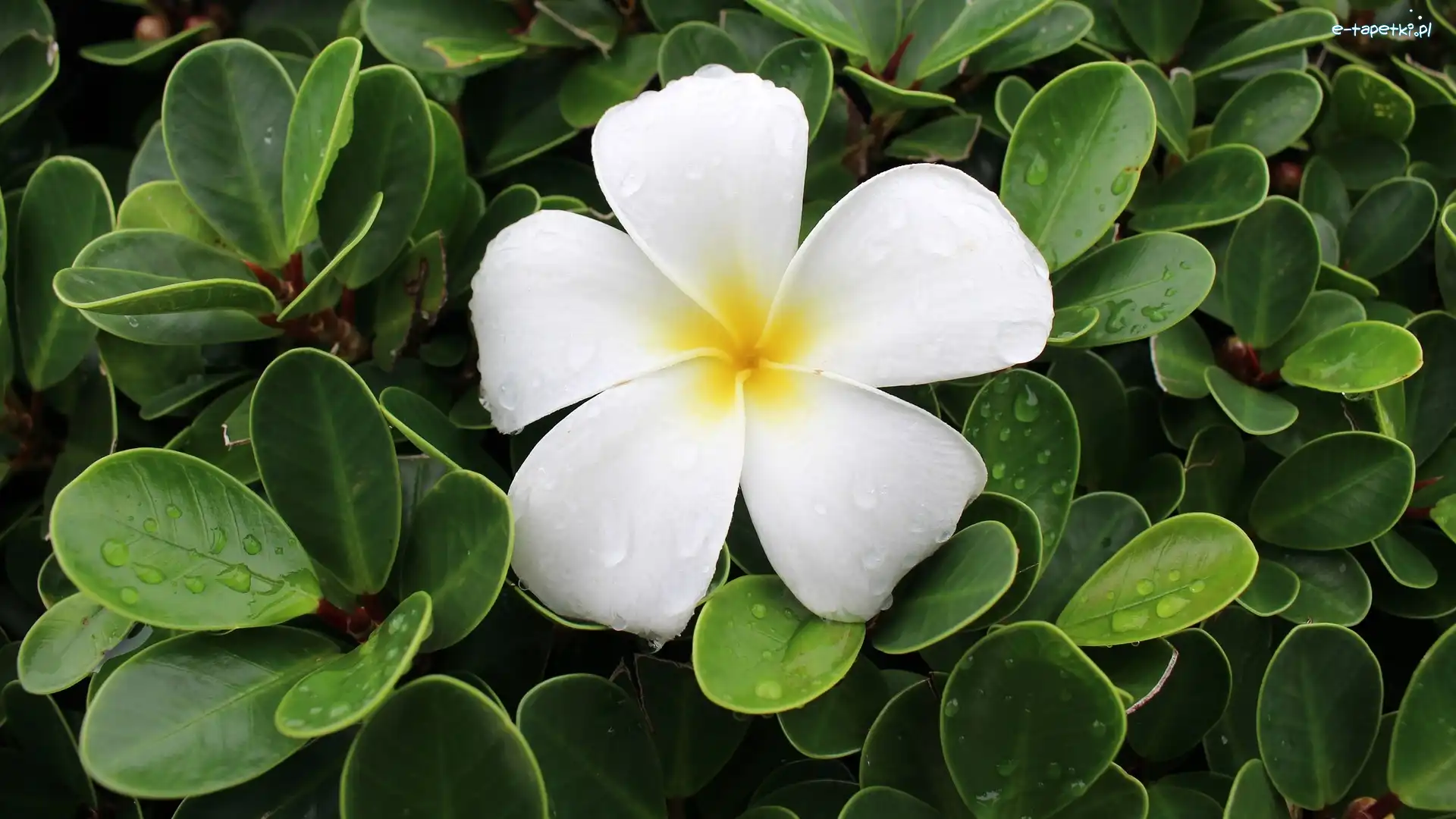 Kwiat, Zielone, Plumeria, Krople, Liście