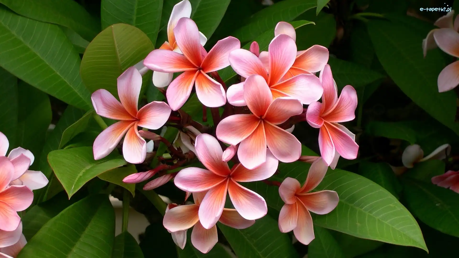Kwiat, Liście, Plumeria, Różowy
