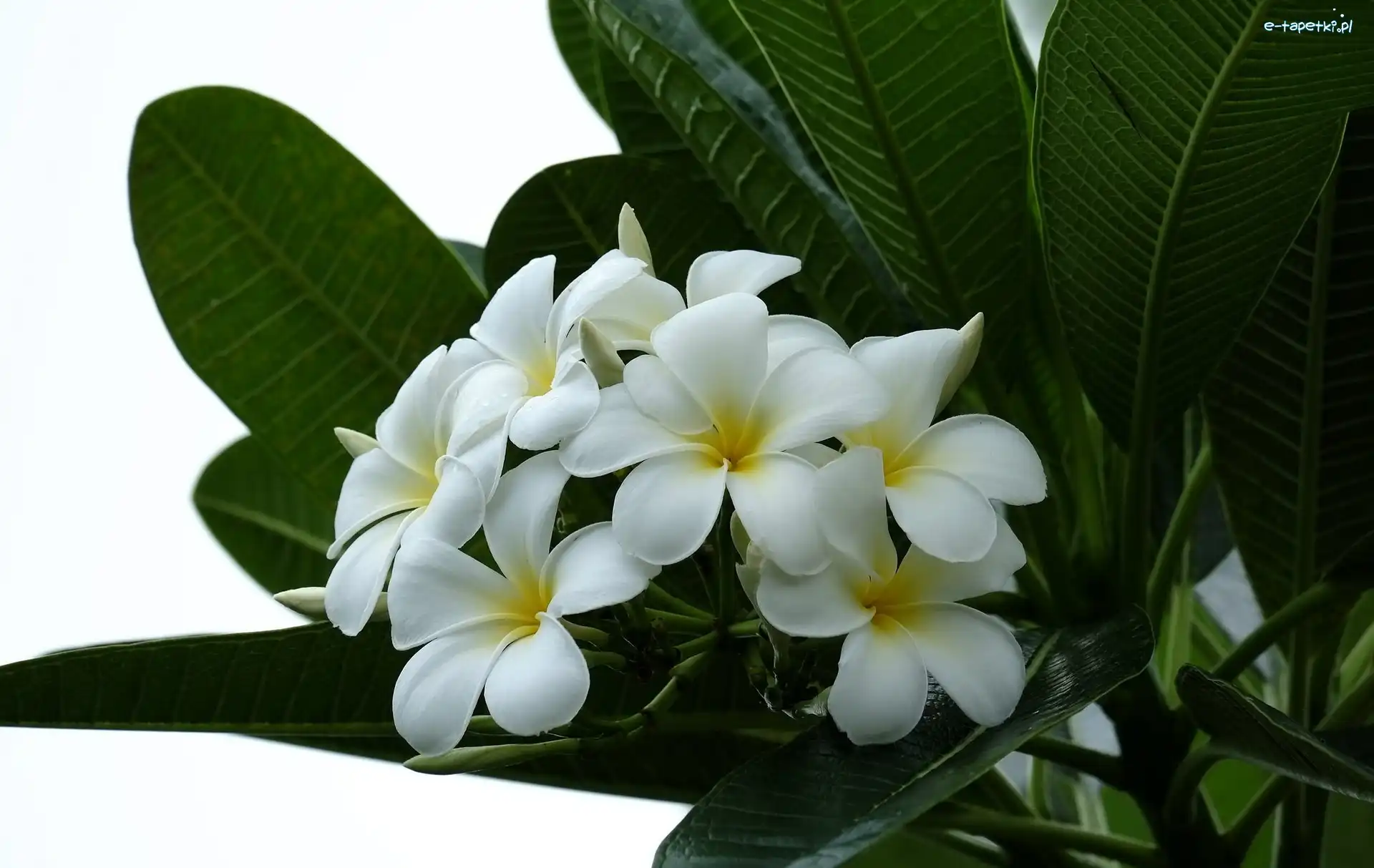 Liście, Plumeria, Biała