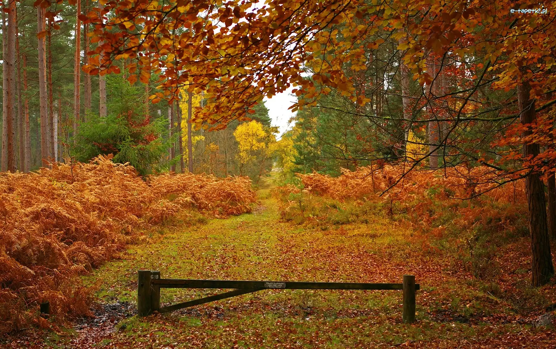 Liście, Park Narodowy New Forest, Las, Hrabstwo Hampshire, Anglia, Drzewa, Jesień