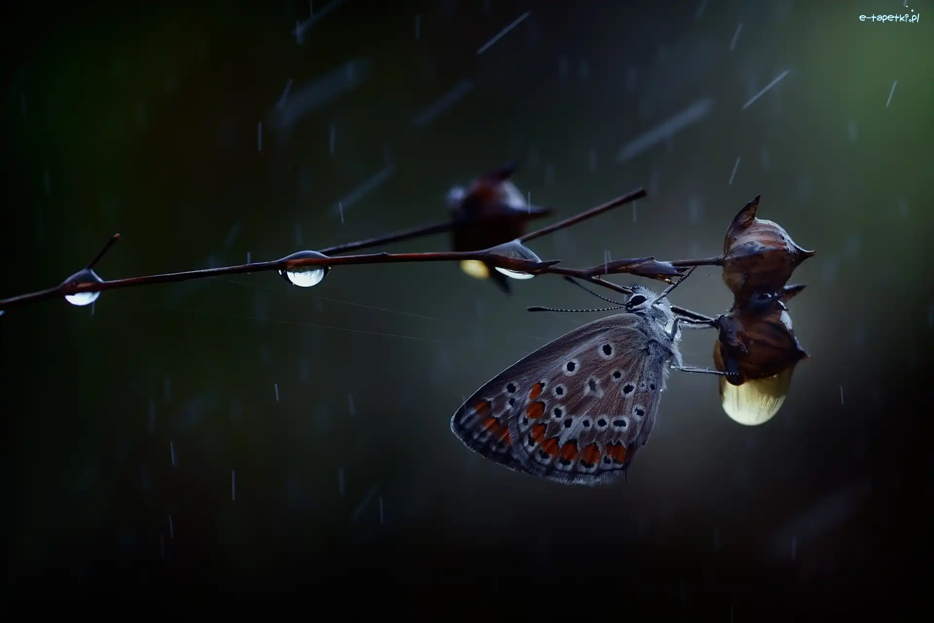 Krople, Gałązka, Roślinka, Deszcz, Modraszek ikar, Motyl