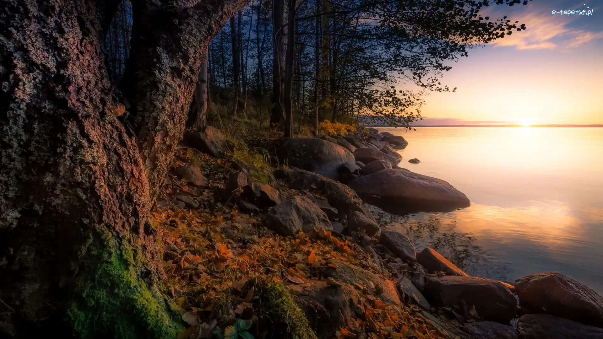 Jezioro Näsijärvi, Prowincja Finlandia Zachodnia, Kamienie, Drzewa, Region Pirkanmaa, Jesień, Wschód słońca, Finlandia