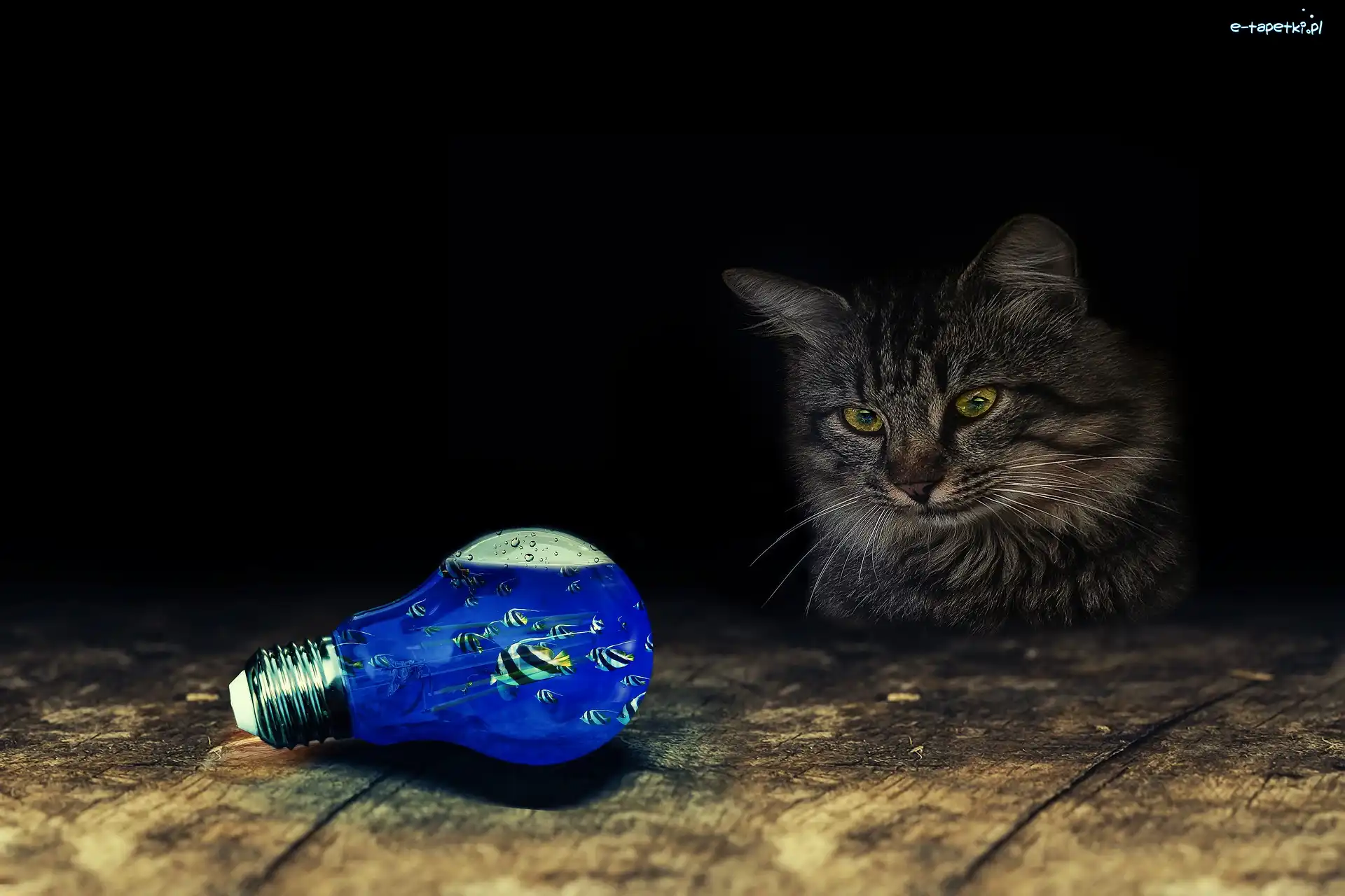 Żarówka, Fantasy, Rybki, Kot