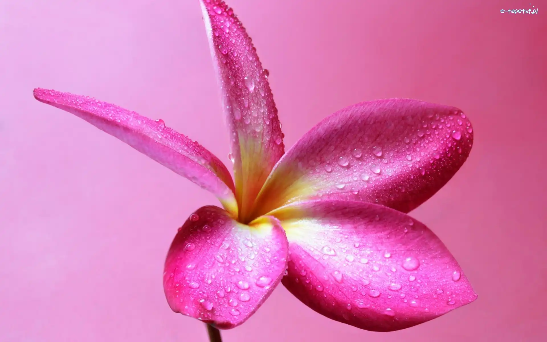 Kwiat, Krople, Plumeria, Różowe tło, Woda