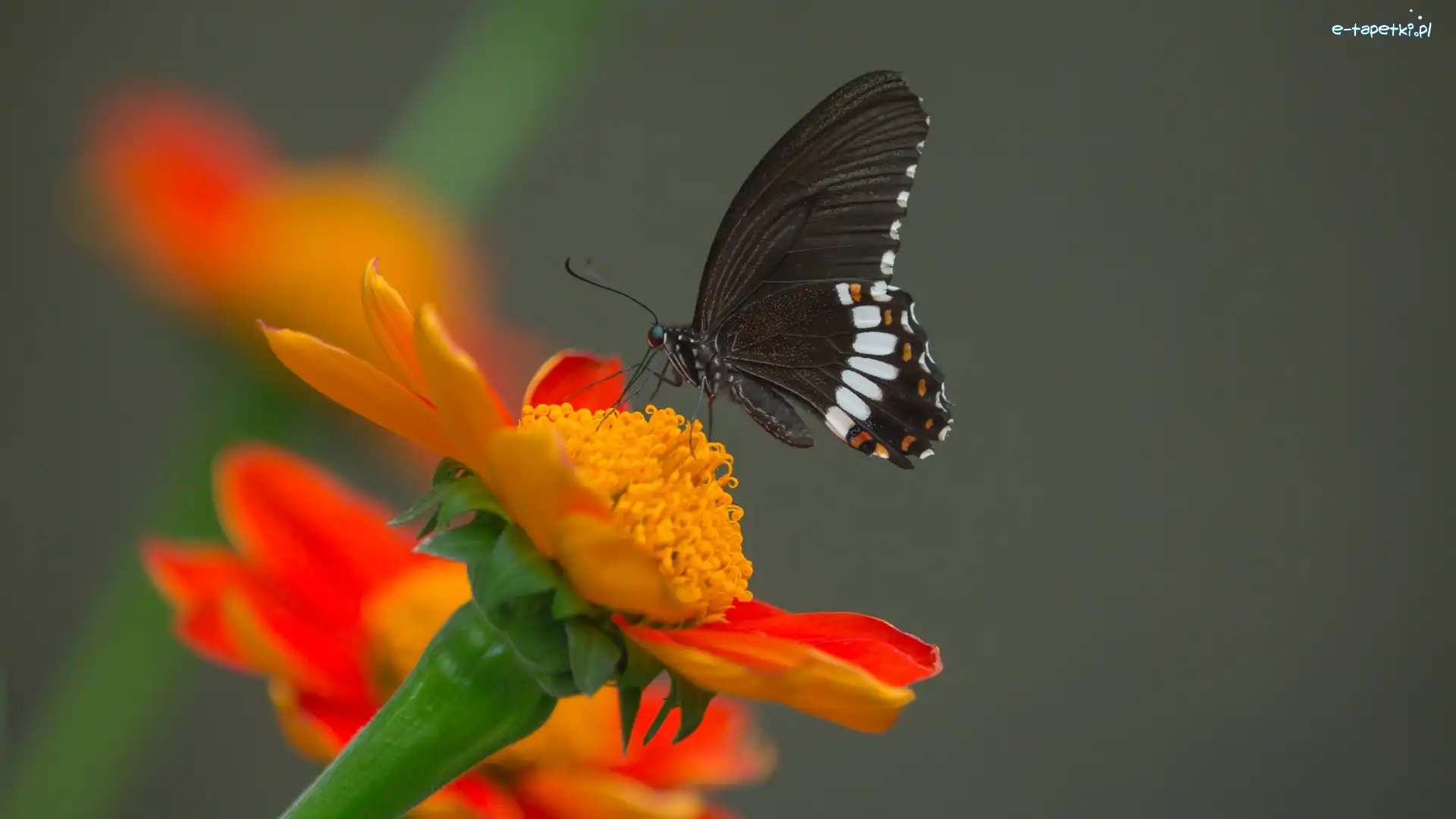 Tło, Papilio polytes romulus - Indian Common Mormon, Pomarańczowy, Motyl, Czarny, Popielate, Kwiat