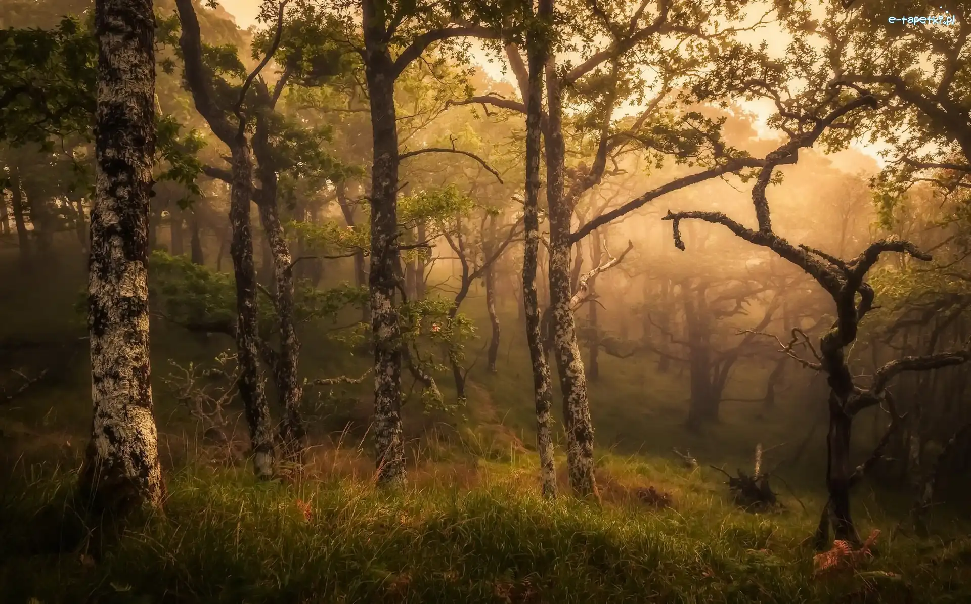 Szkocja, Las, Hrabstwo Highland, Mgła, Drzewa