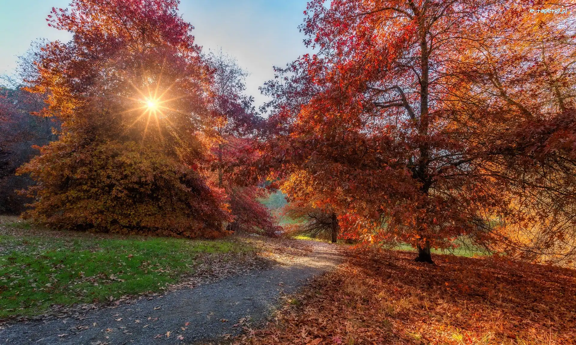 Ścieżka, Drzewa, Promienie słońca, Liście, Jesień, Park