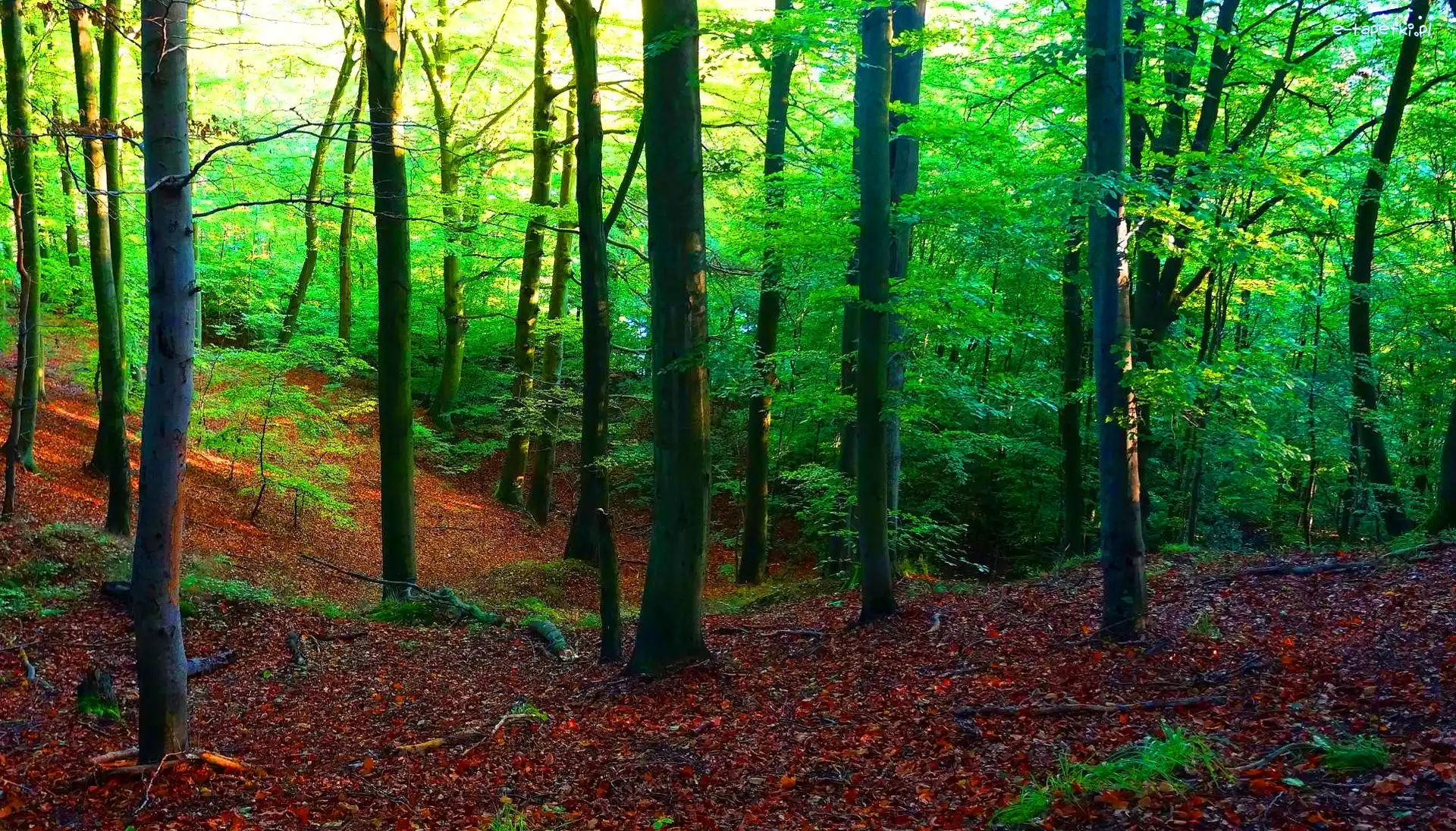Drzewa, Trójmiejski Park Krajobrazowy, Las Oliwski, Rośliny, Gdańsk, Polska