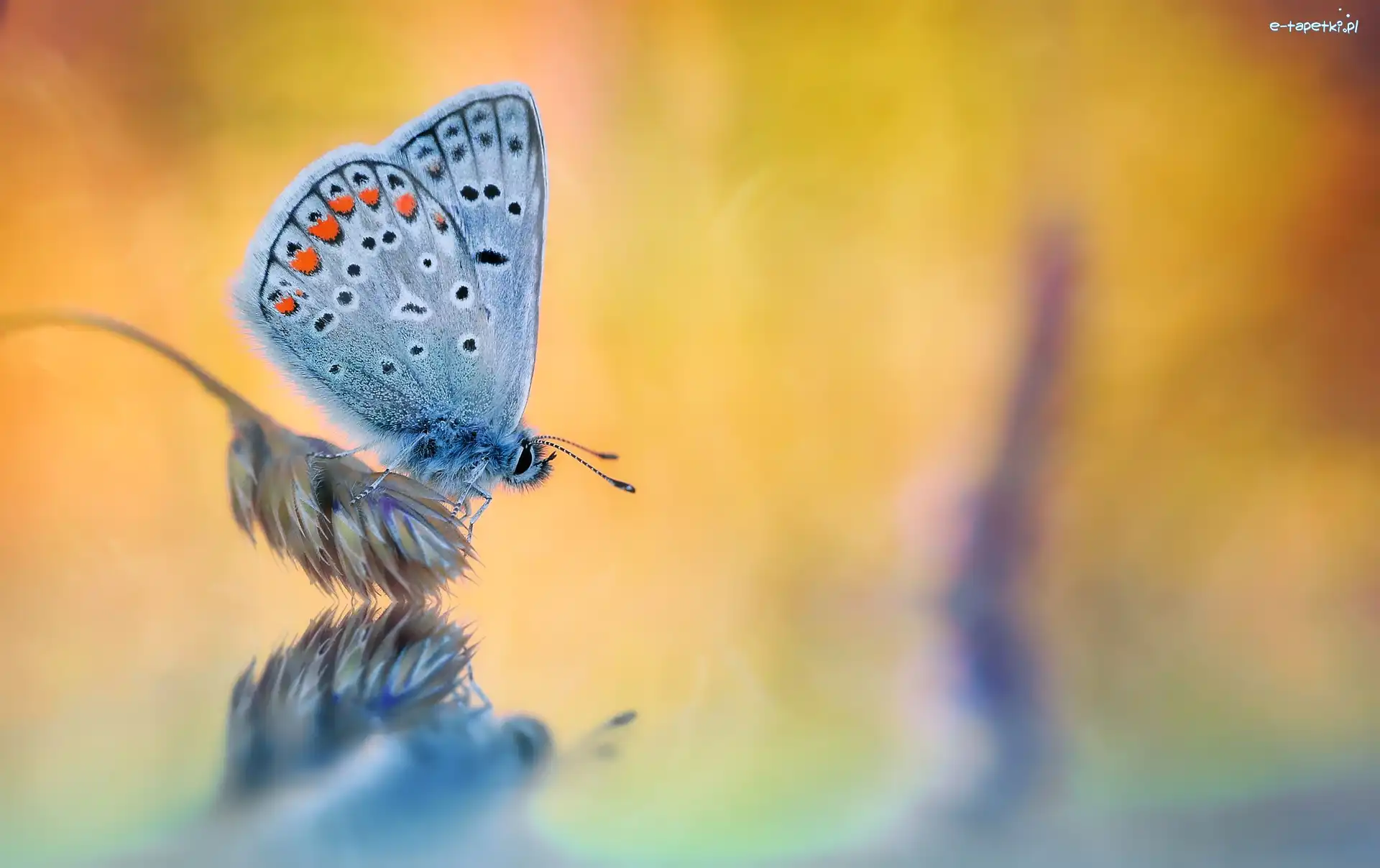 Roślina, Modraszek ikar, Motyl