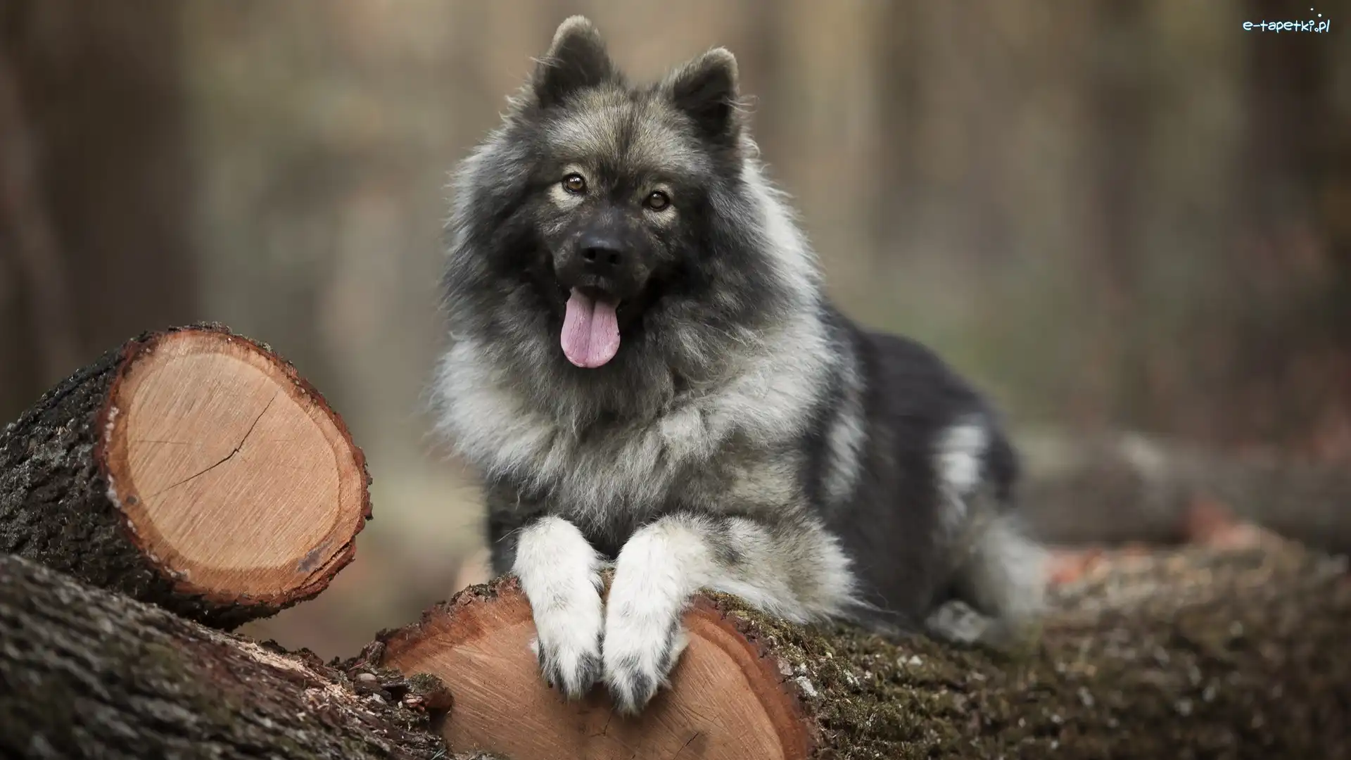 Szpic eurasier, Drewno, Kłody, Pies