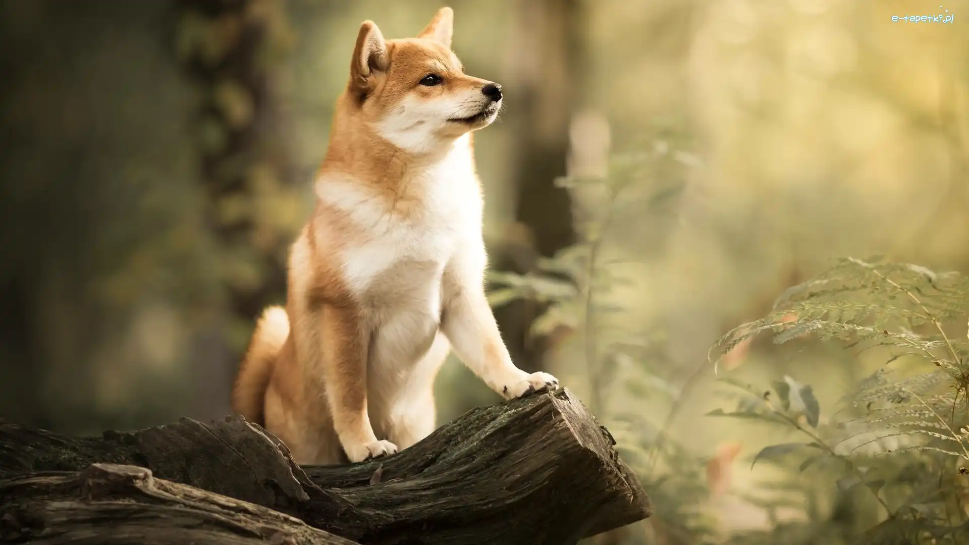 Shiba inu, Rośliny, Pień, Pies