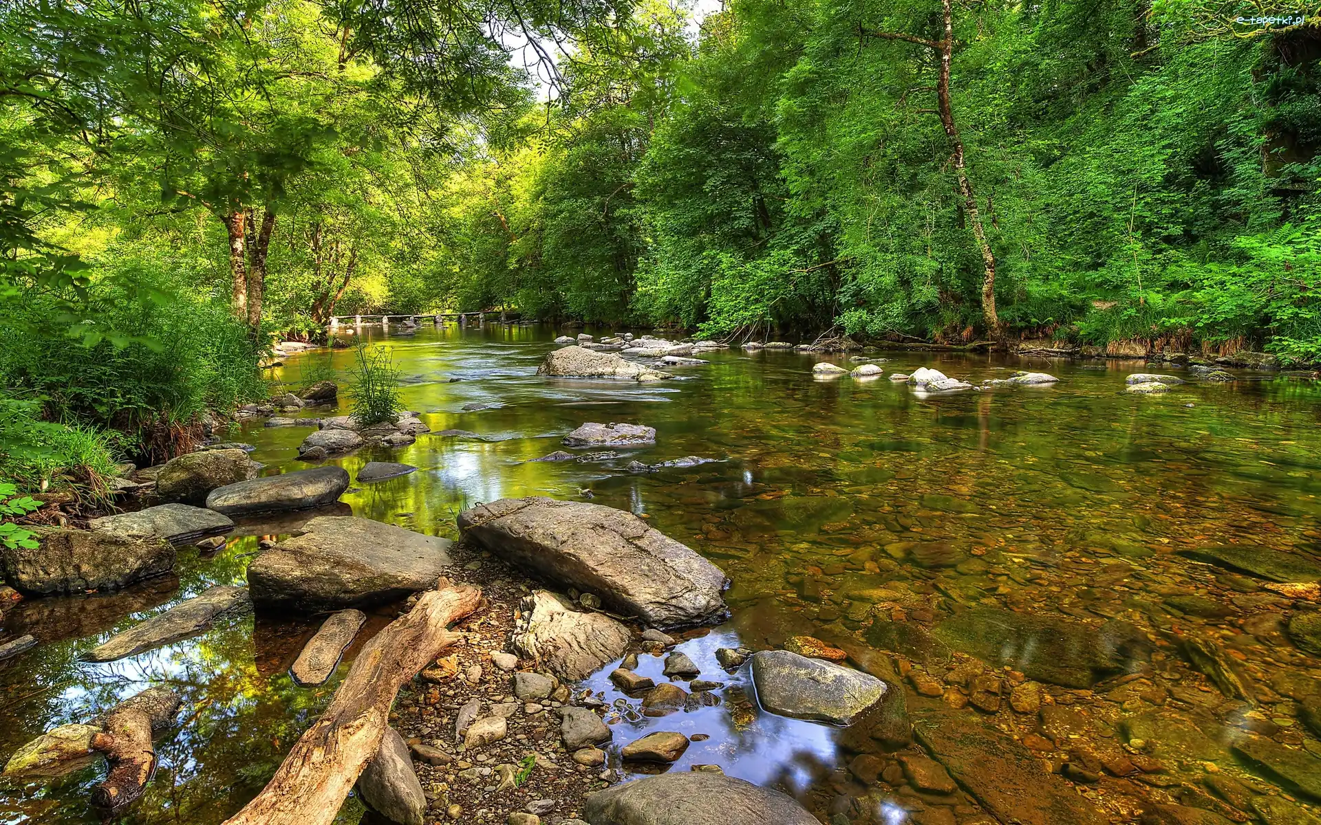 Drzewa, Park Narodowy Exmoor, Rzeka Barle, Hrabstwo Somerset, Anglia, Kamienie, Most Tarr Steps