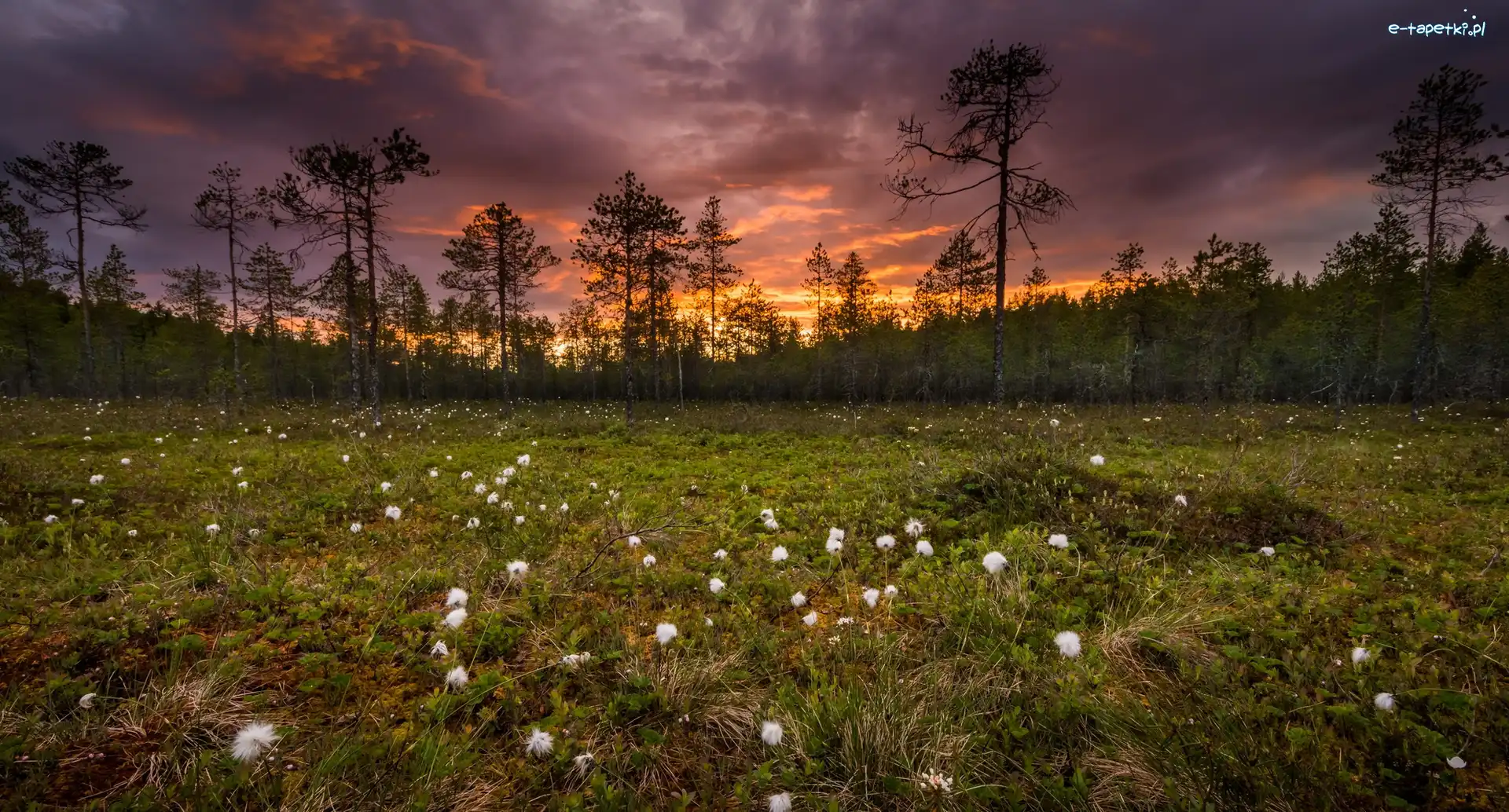 Kwiaty, Prowincja Finlandia Wschodnia, Zachód słońca, Łąka, Ruunaa, Bagno, Wełnianka wąskolistna, Finlandia, Miasto Lieksa, Drzewa