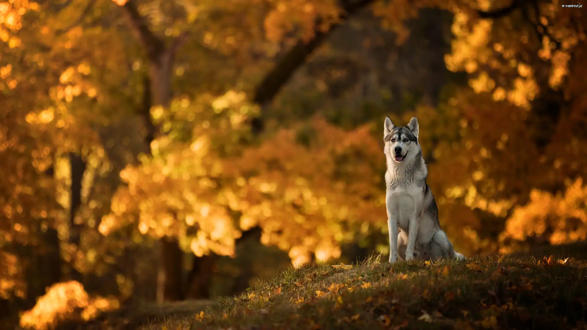 Siberian husky, Park, Polana, Pies