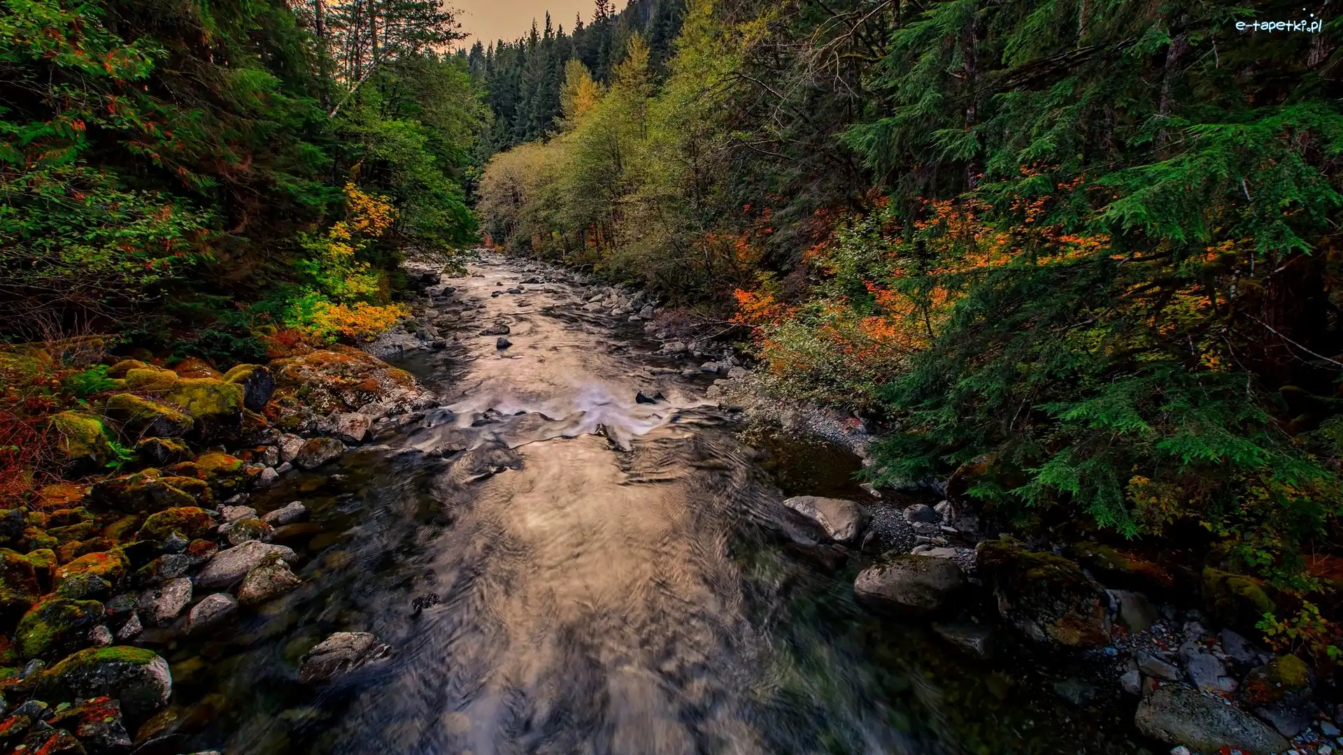 Kamienie, Hrabstwo King County, Rzeka Taylor River, Stan Waszyngton, Stany Zjednoczone, Las, Jesień