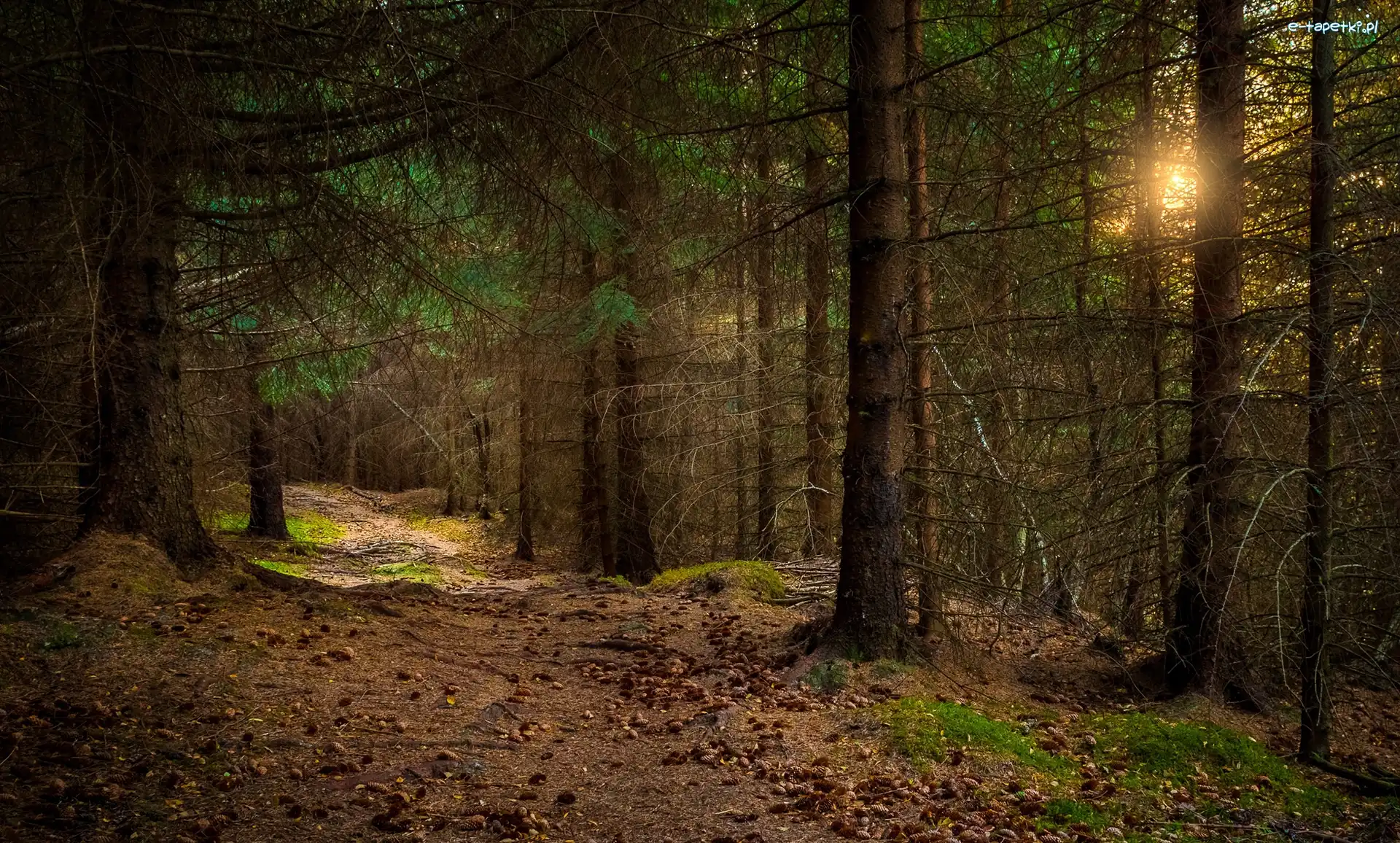 Przebijające światło, Gmina Sandnes, Las, Region Rogaland, Norwegia, Drzewa, Ścieżka