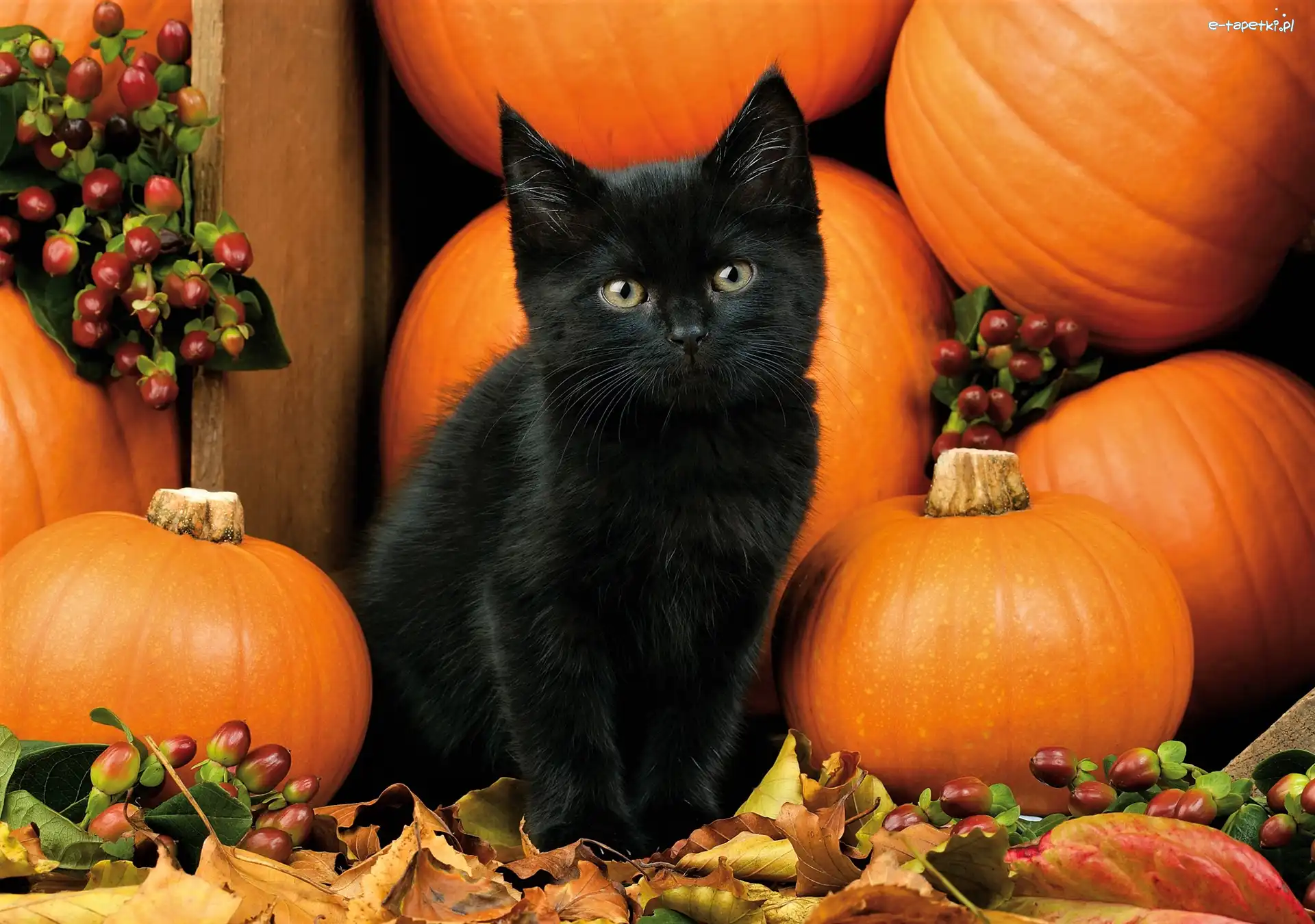 Kotek, Halloween, Dynie, Czarny