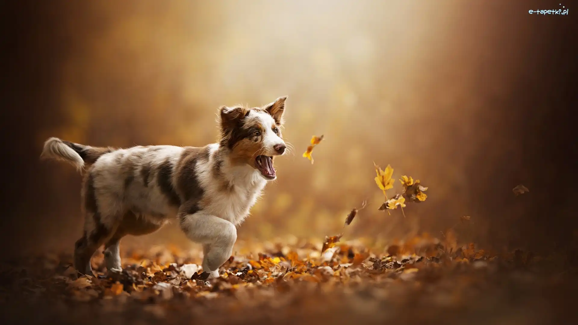 Pies, Border collie, Szczeniak, Liście, Jesień