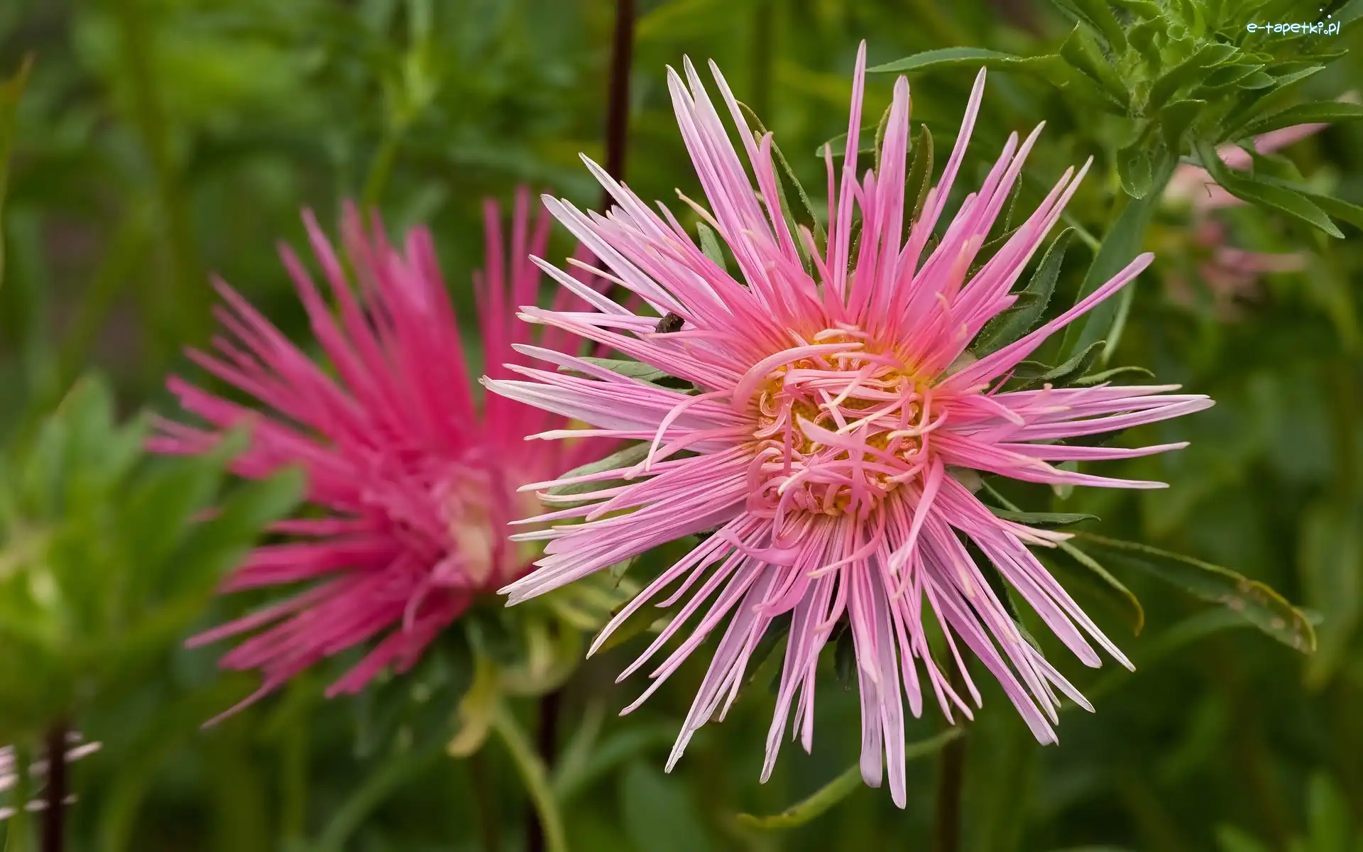 Różowy, Kwiat, Aster