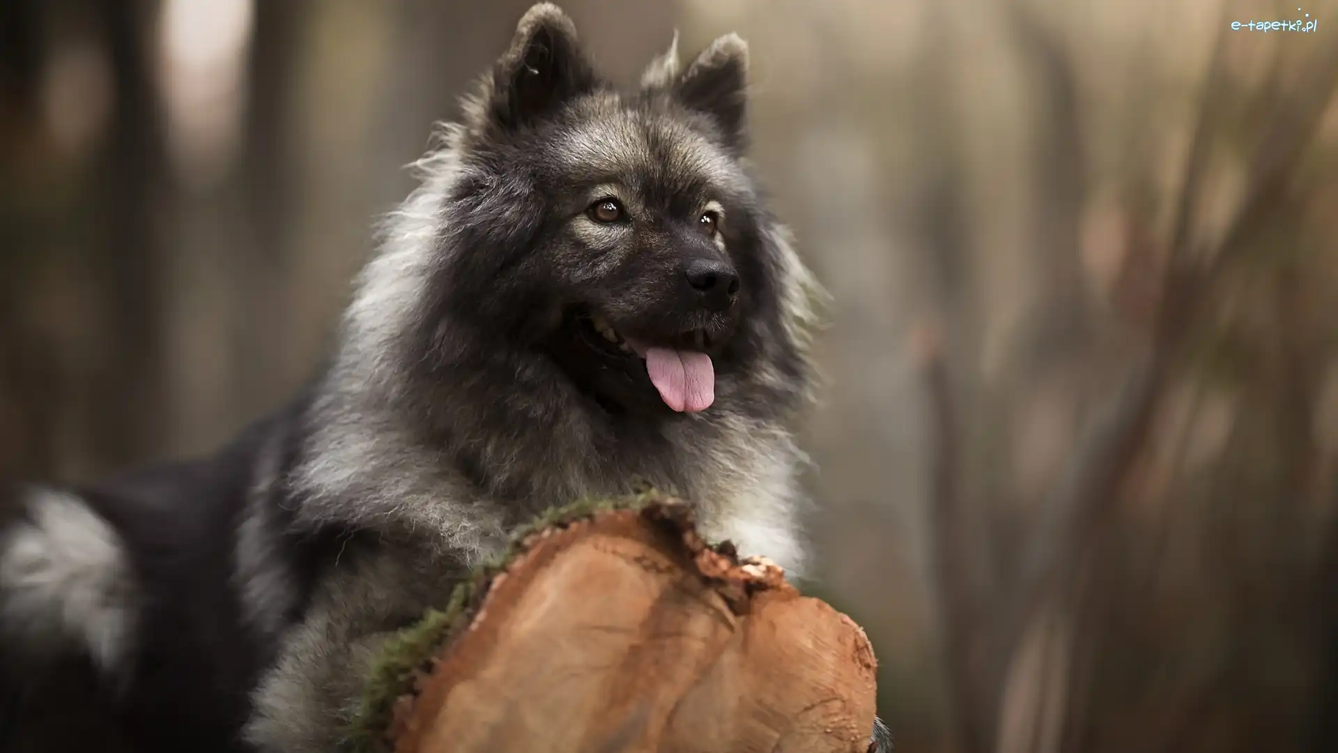 Pień, Szpic eurasier