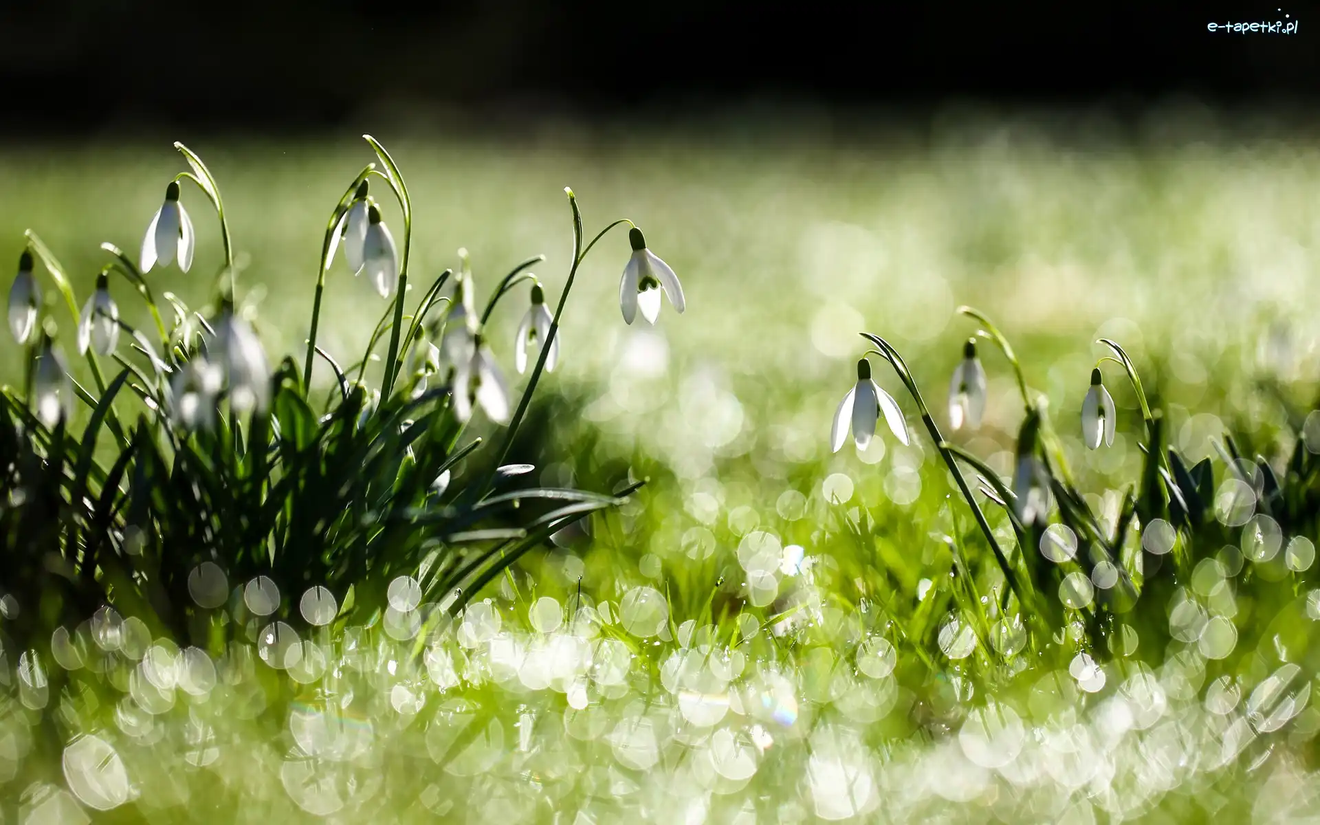 Bokeh, Przebiśniegi, Kwiaty