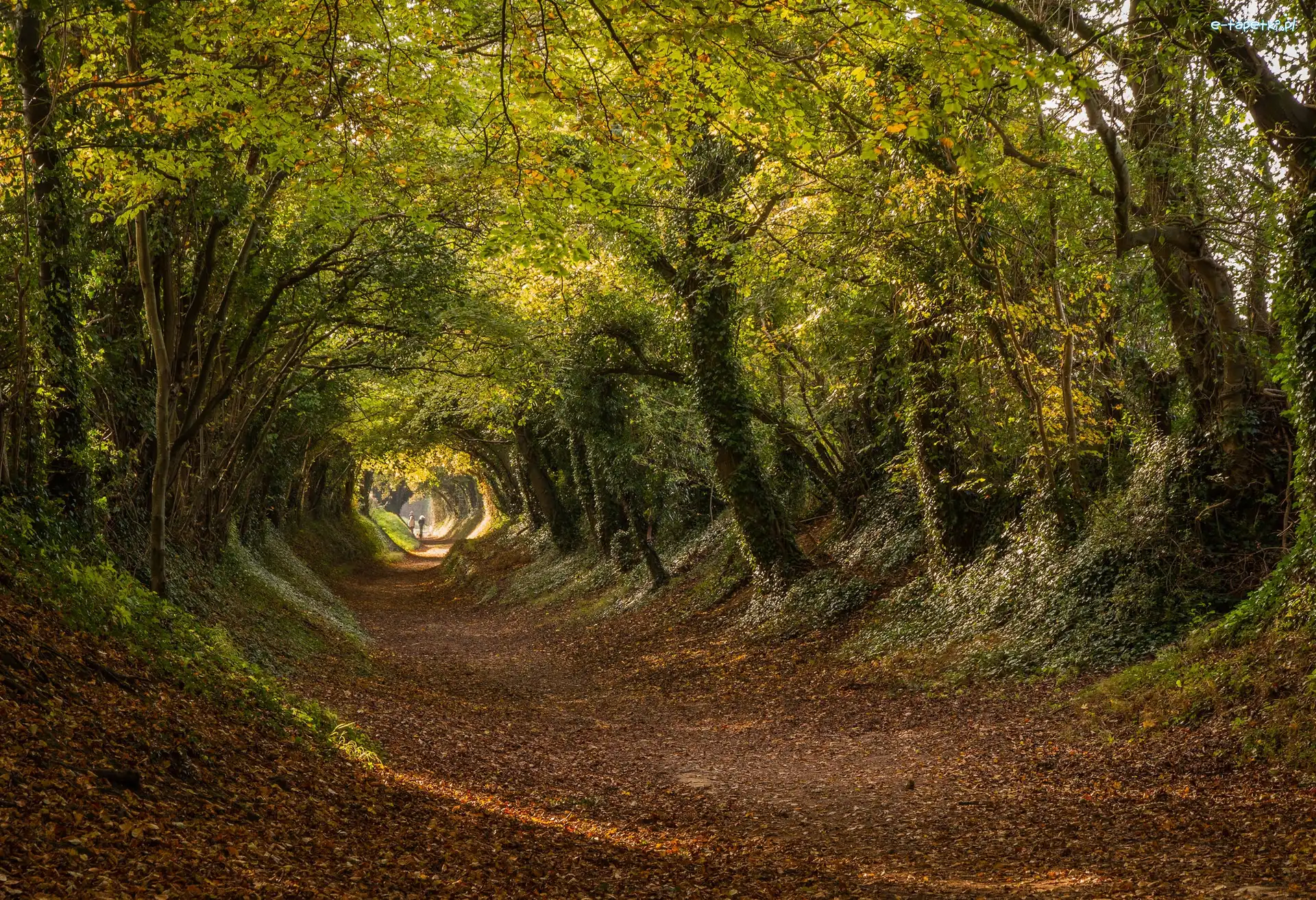 Droga Stane Street, Hrabstwo West Sussex, Liście, Droga, Wieś Halnaker, Jesień, Drzewa, Anglia