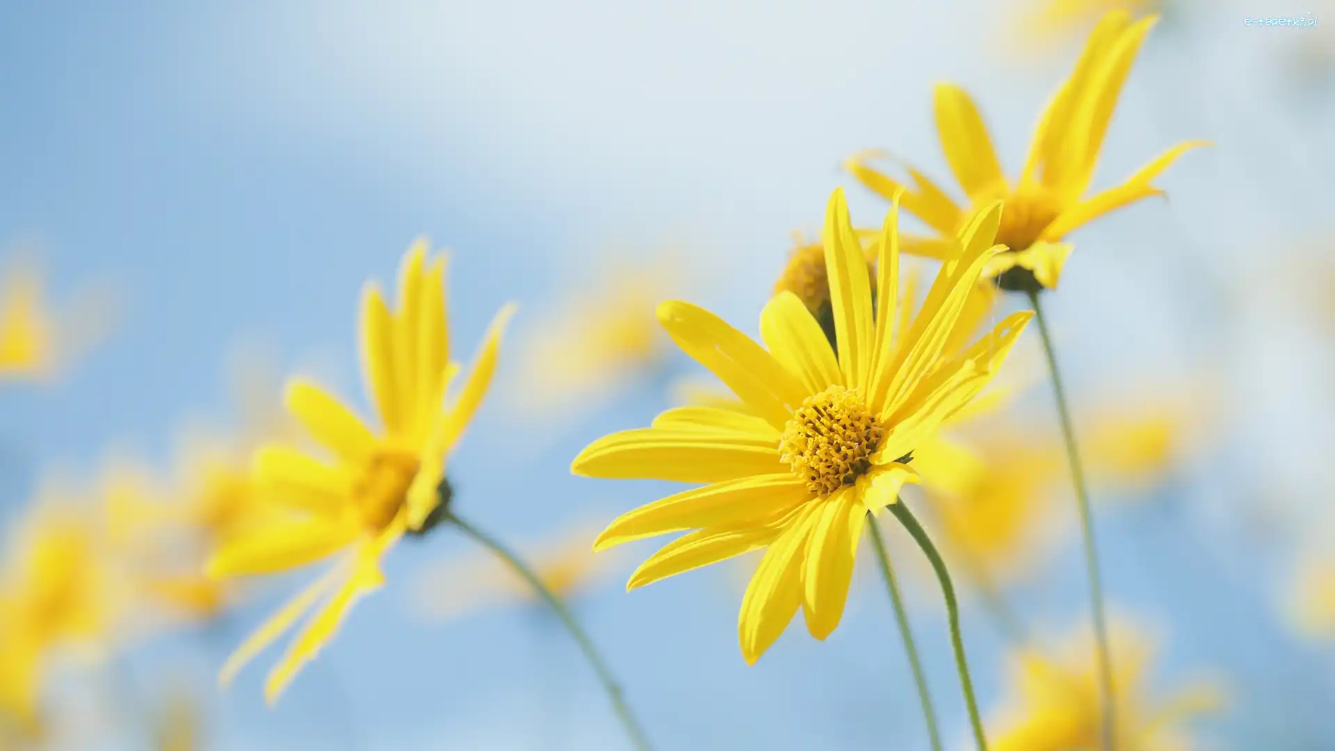 Euryops pectinatus, Kwiaty, Żółte