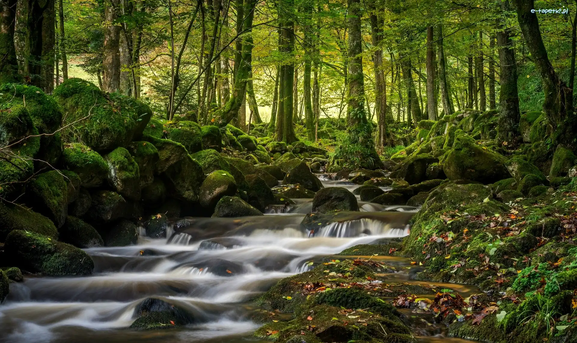 Rzeka Grobbach, Schwarzwald, Liście, Kamienie, Wieś Geroldsau, Las, Omszałe, Niemcy